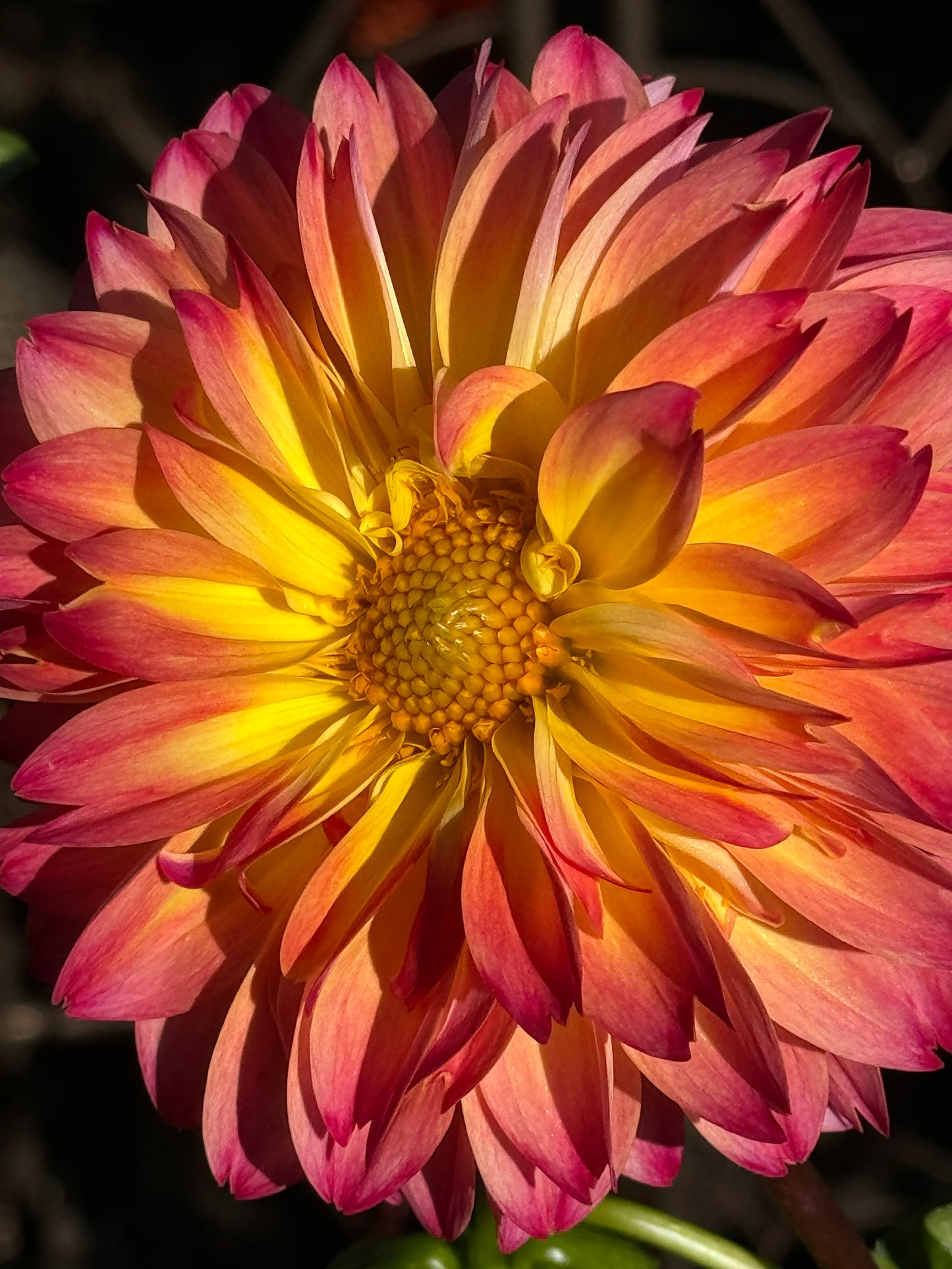 September Morn Dahlia