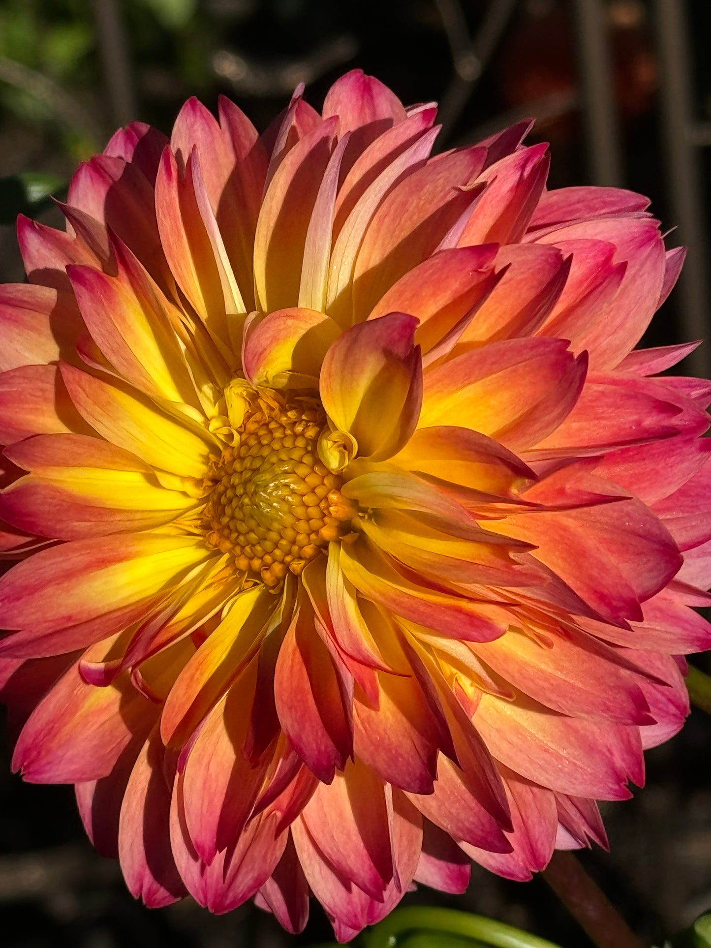 September Morn Dahlia