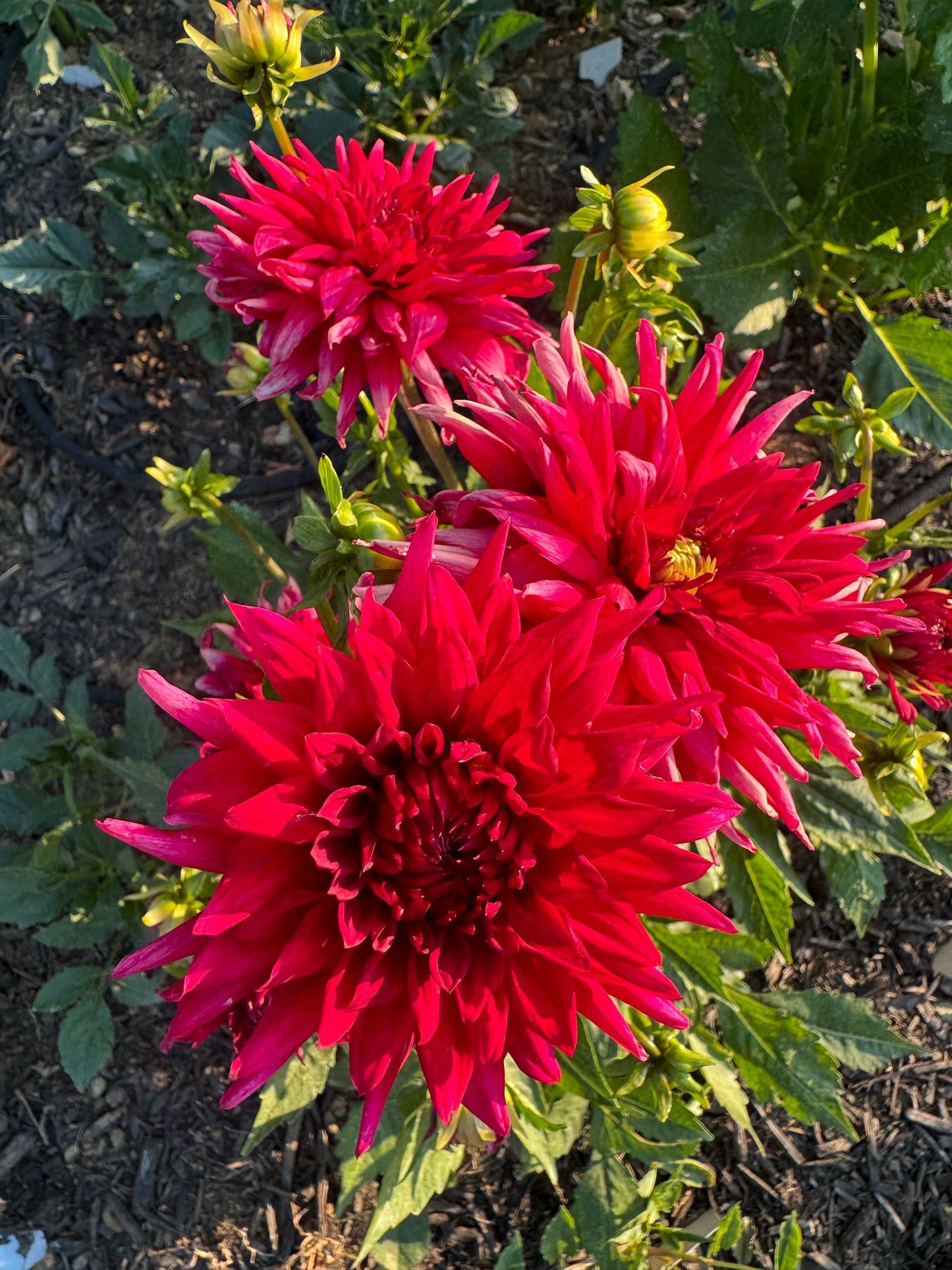 Matilda Huston Dahlia