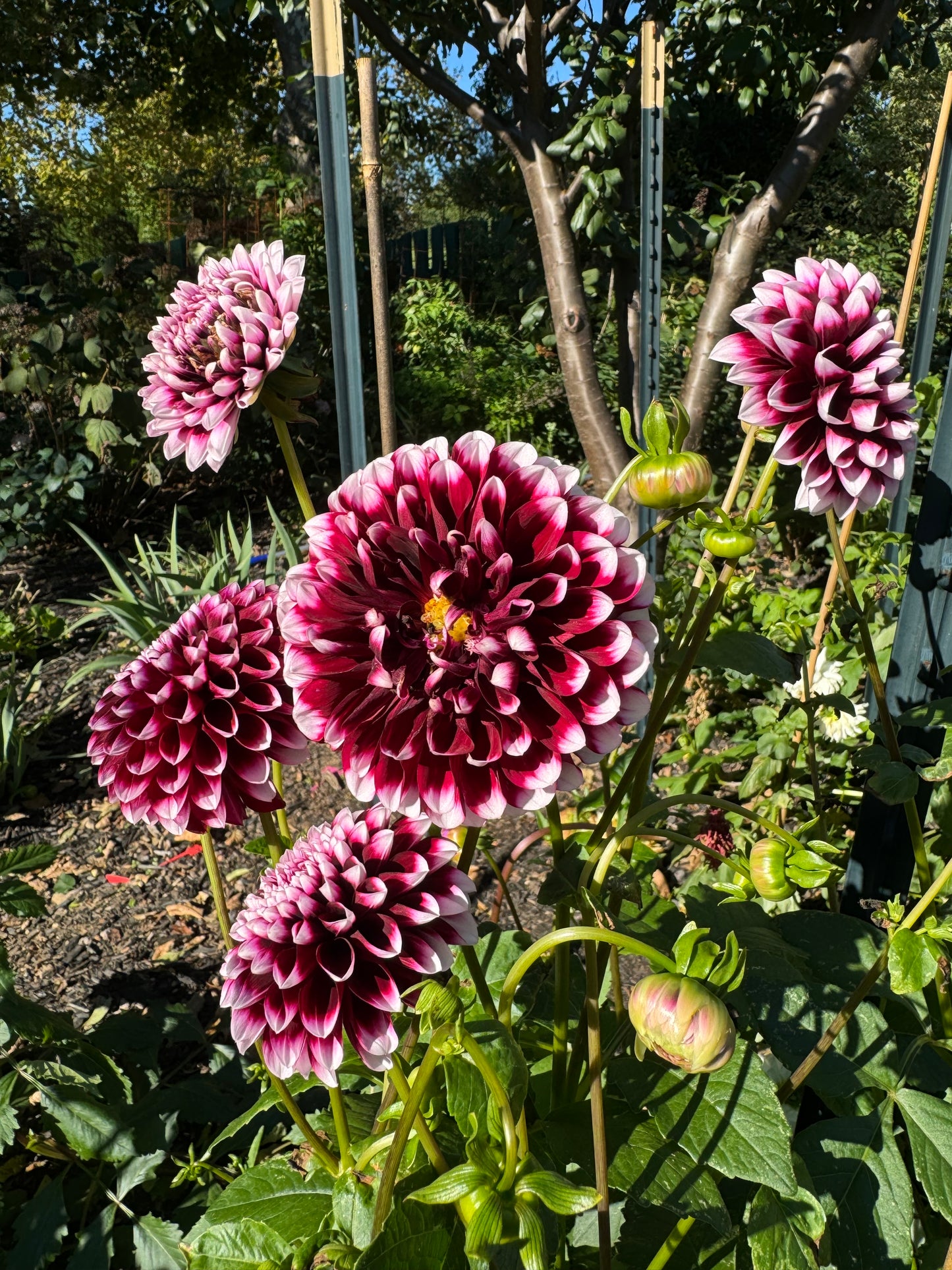 Edinburg Dahlia