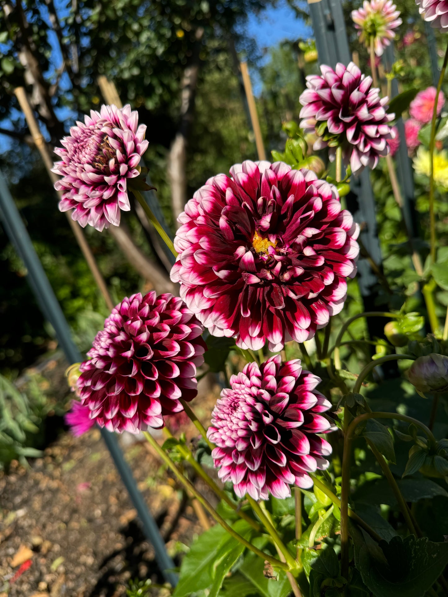 Edinburg Dahlia