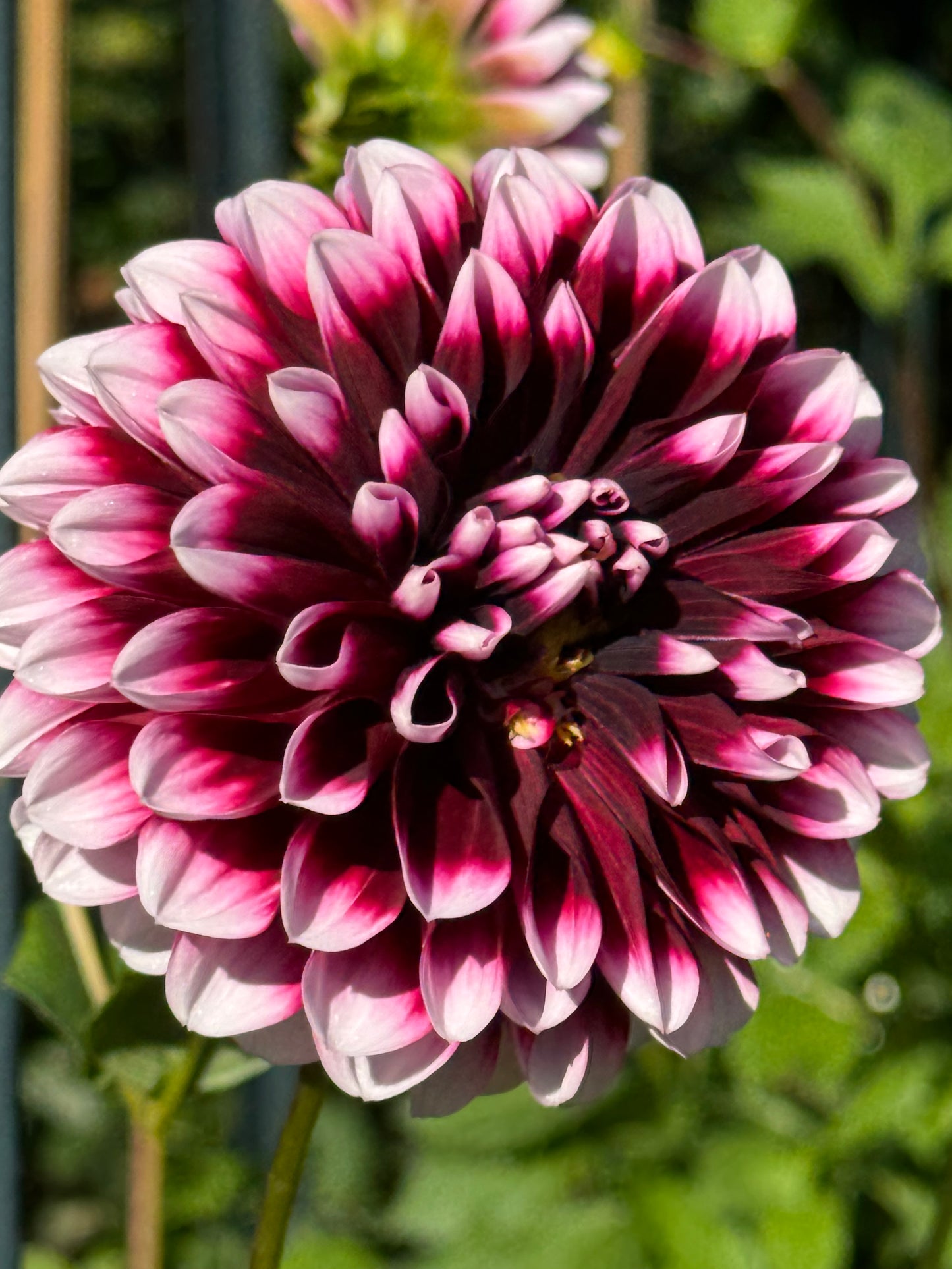 Edinburg Dahlia