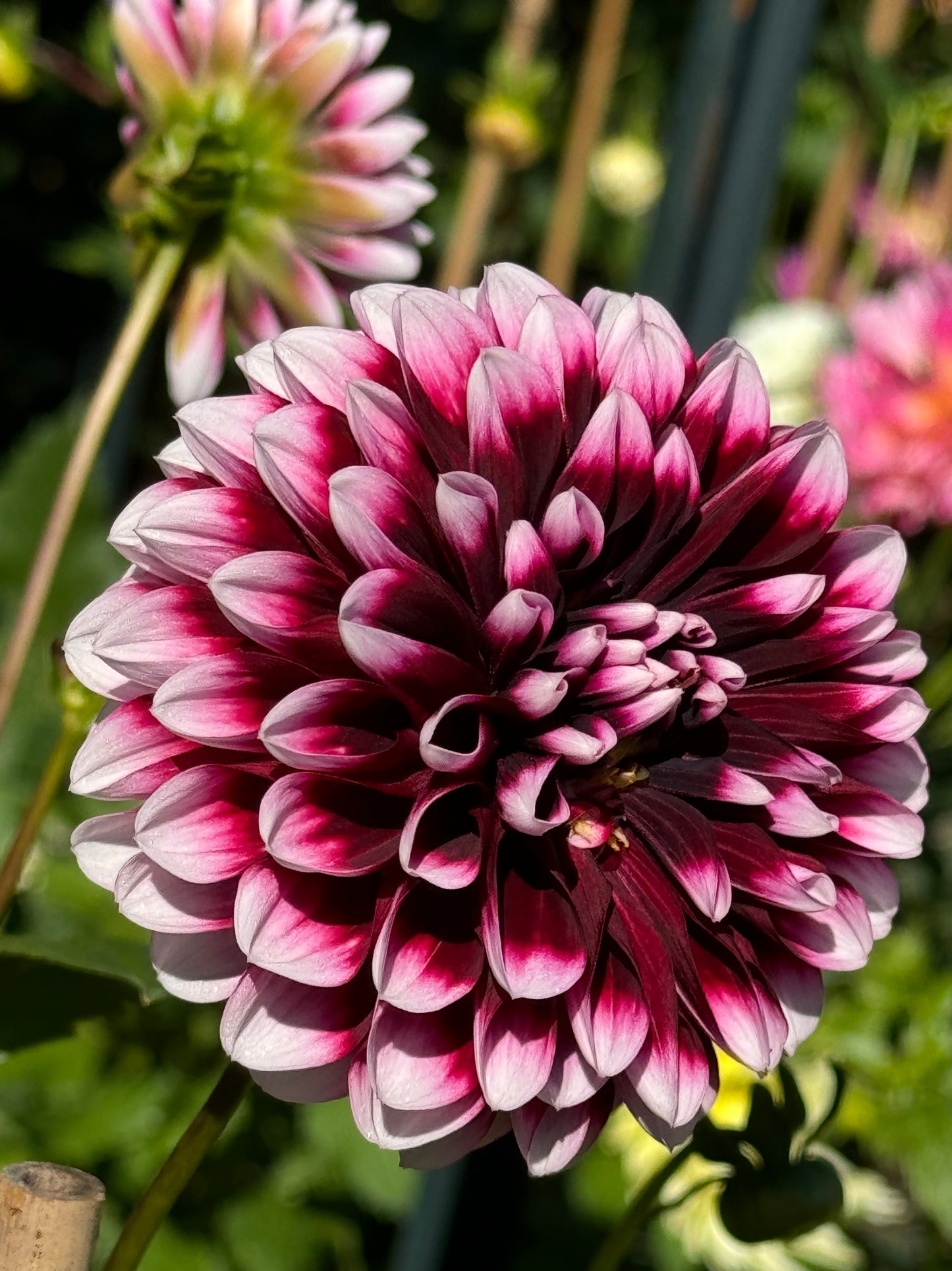 Edinburg Dahlia