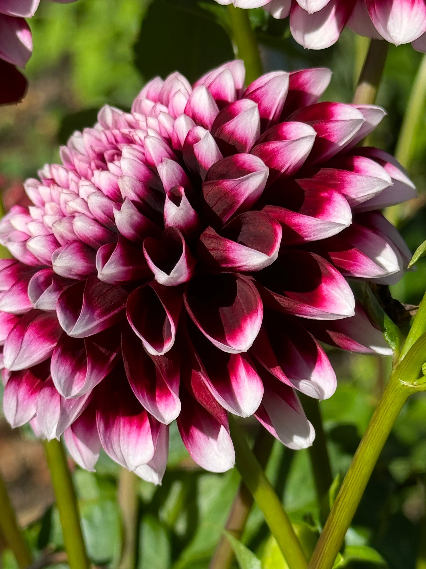 Edinburg Dahlia