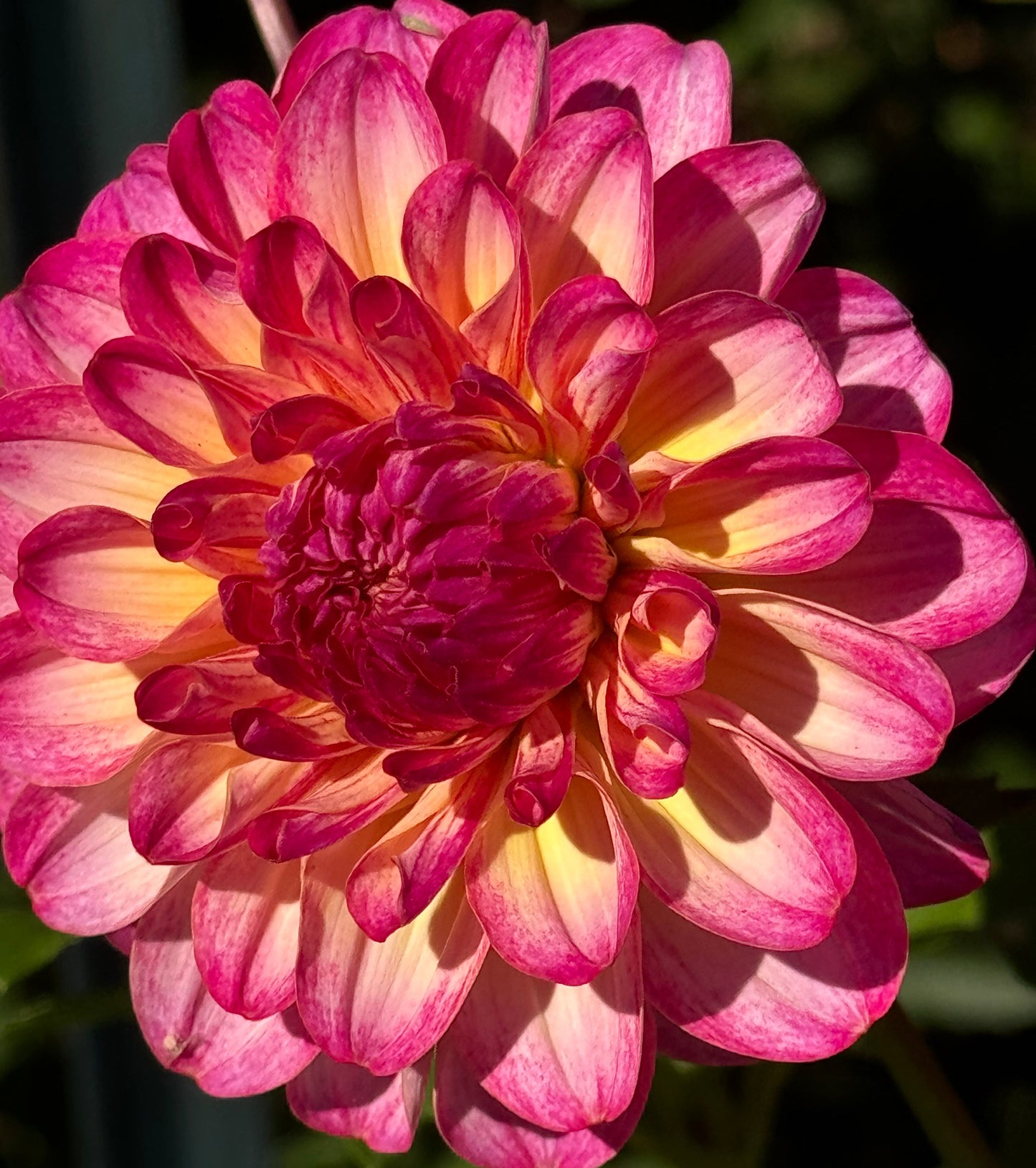 Umpqua  Sunrise Dahlia