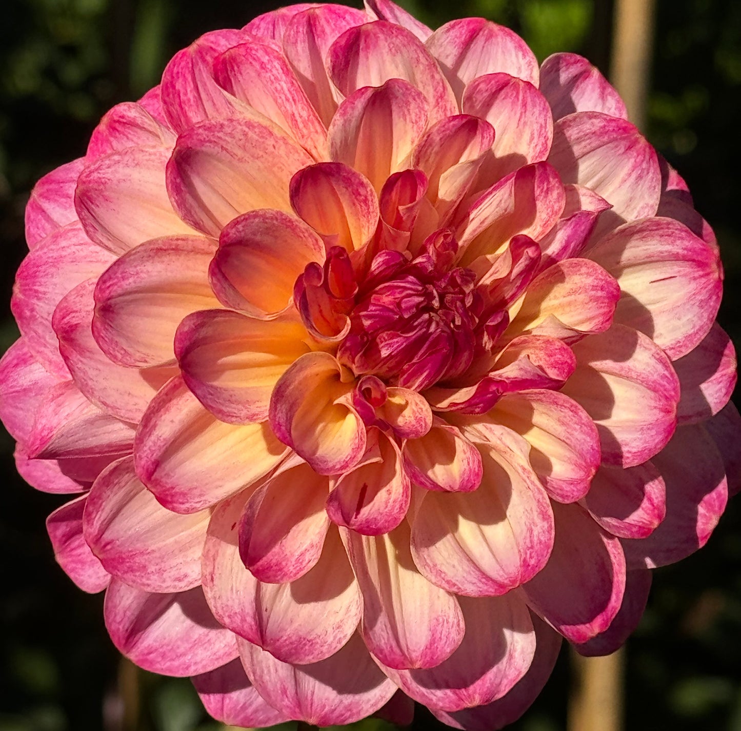 Umpqua  Sunrise Dahlia