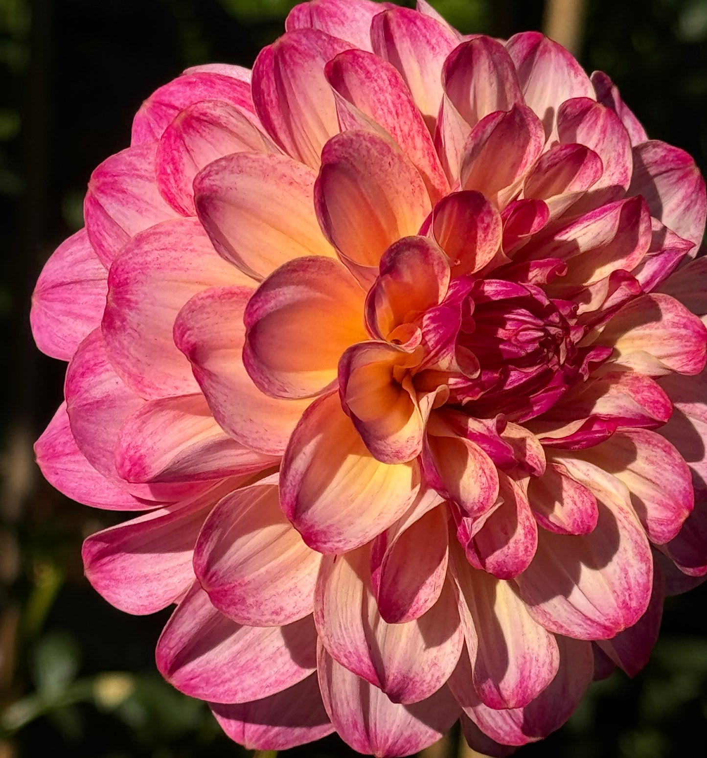 Umpqua  Sunrise Dahlia