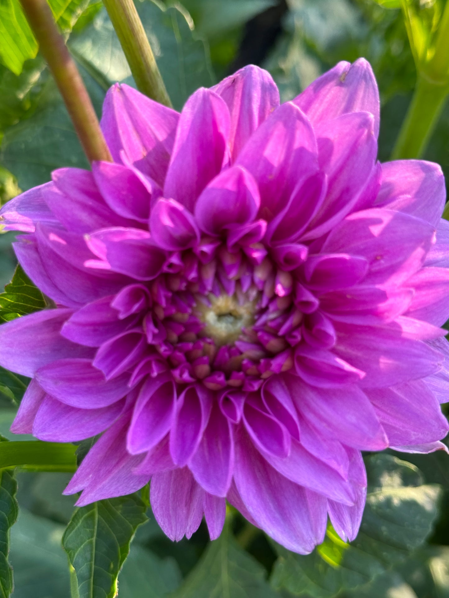 Blue Boy Dahlia