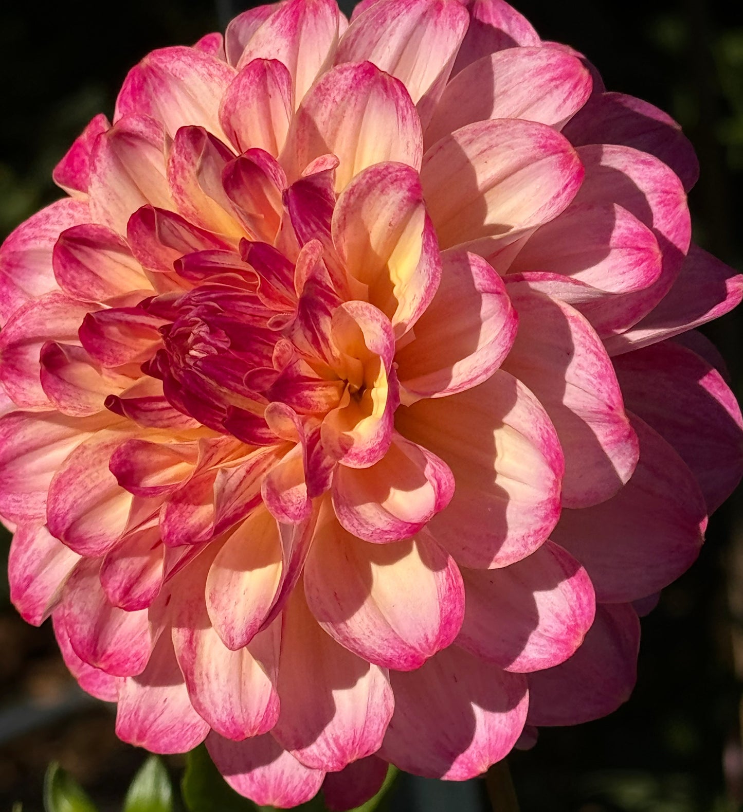 Umpqua  Sunrise Dahlia