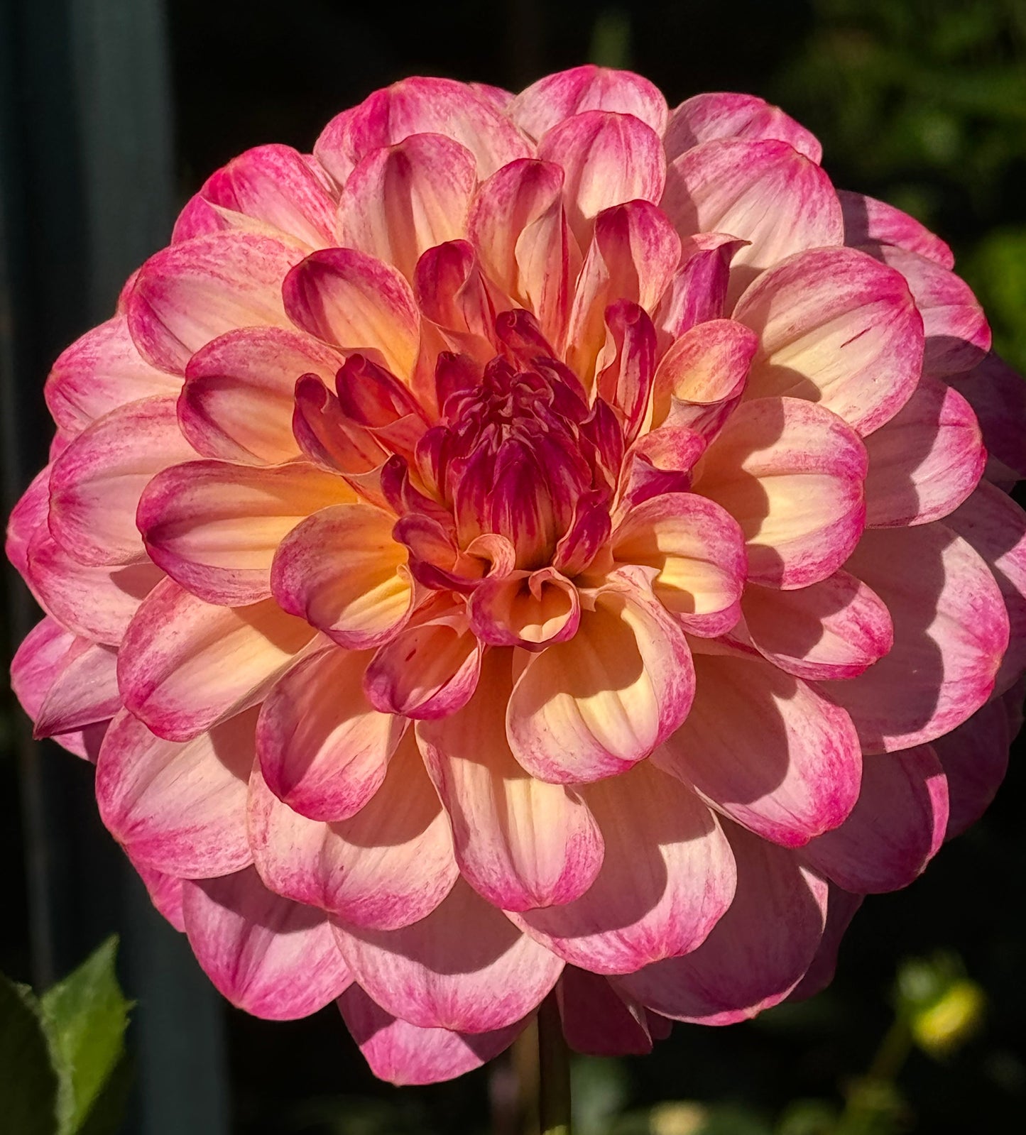 Umpqua  Sunrise Dahlia