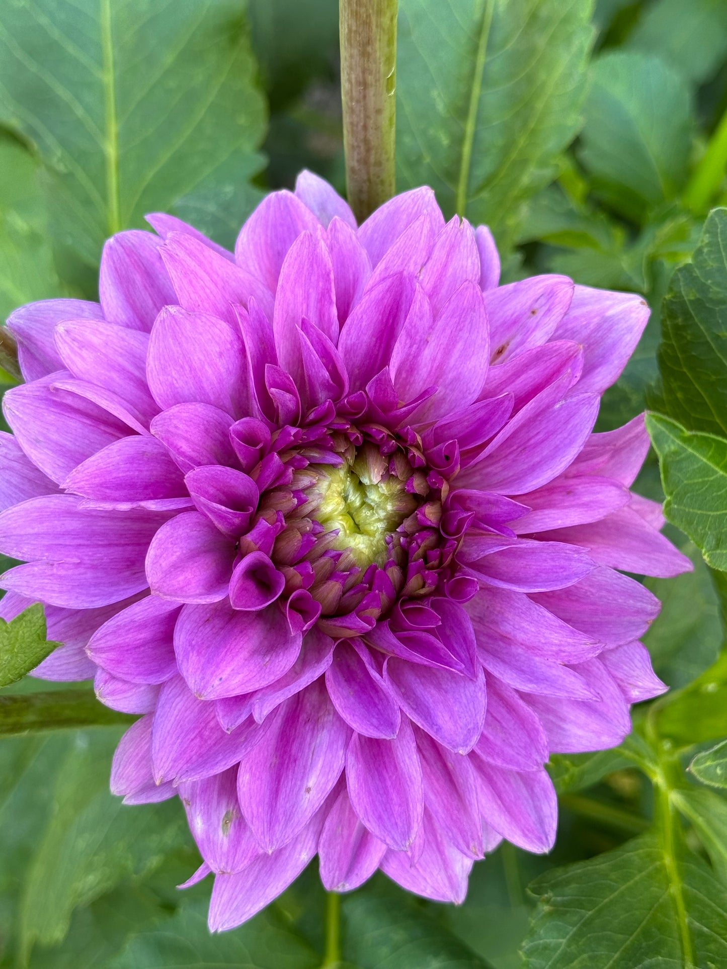 Blue Boy Dahlia