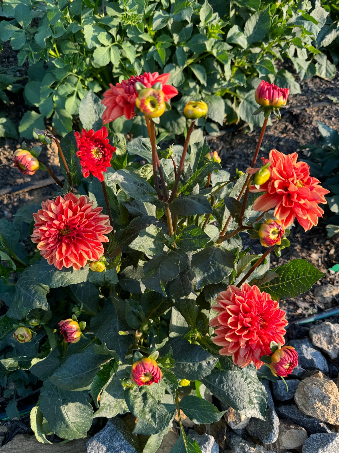 Orange Delight Dahlia