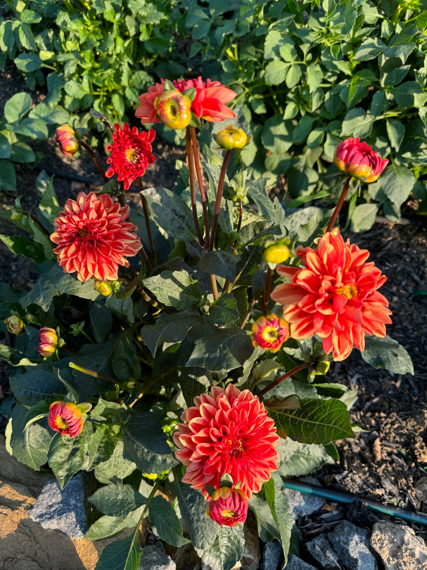 Orange Delight Dahlia