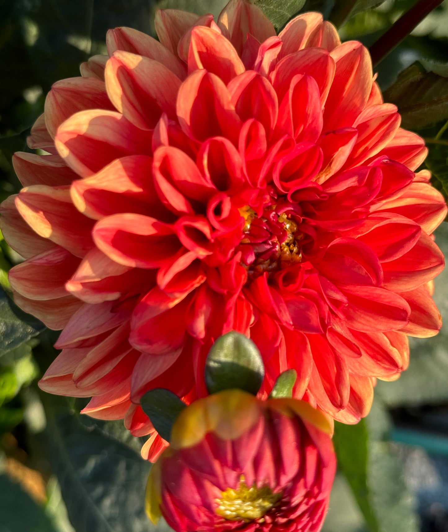 Orange Delight Dahlia