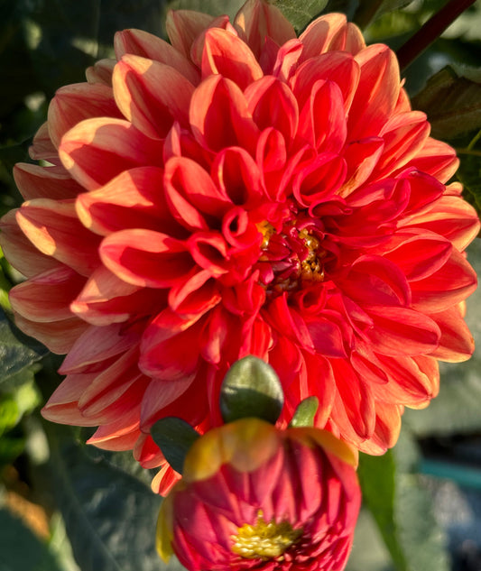 Orange Delight Dahlia