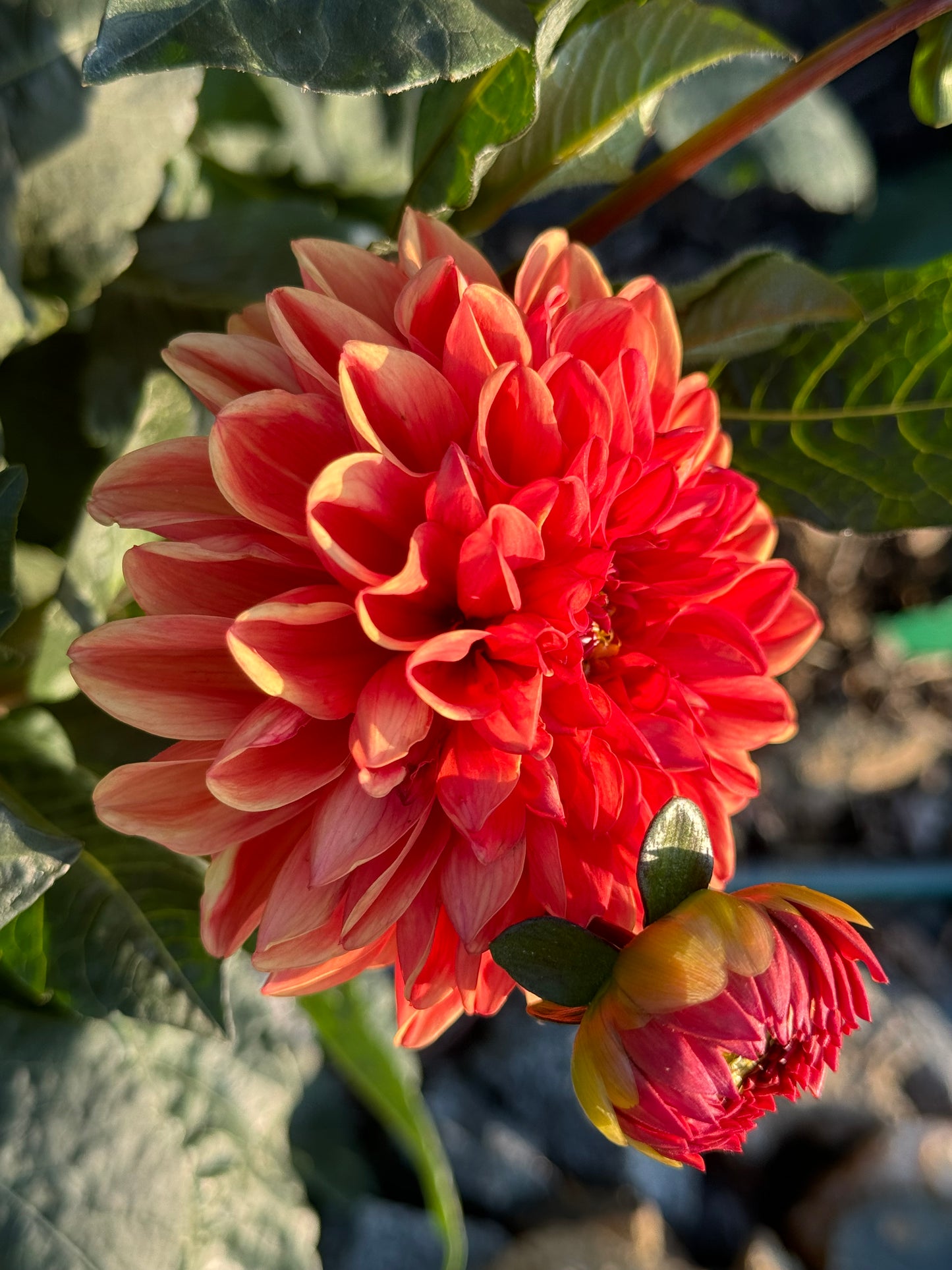 Orange Delight Dahlia