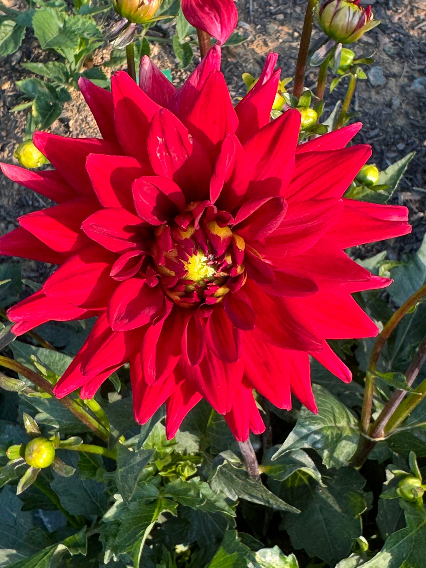 Matilda Huston Dahlia