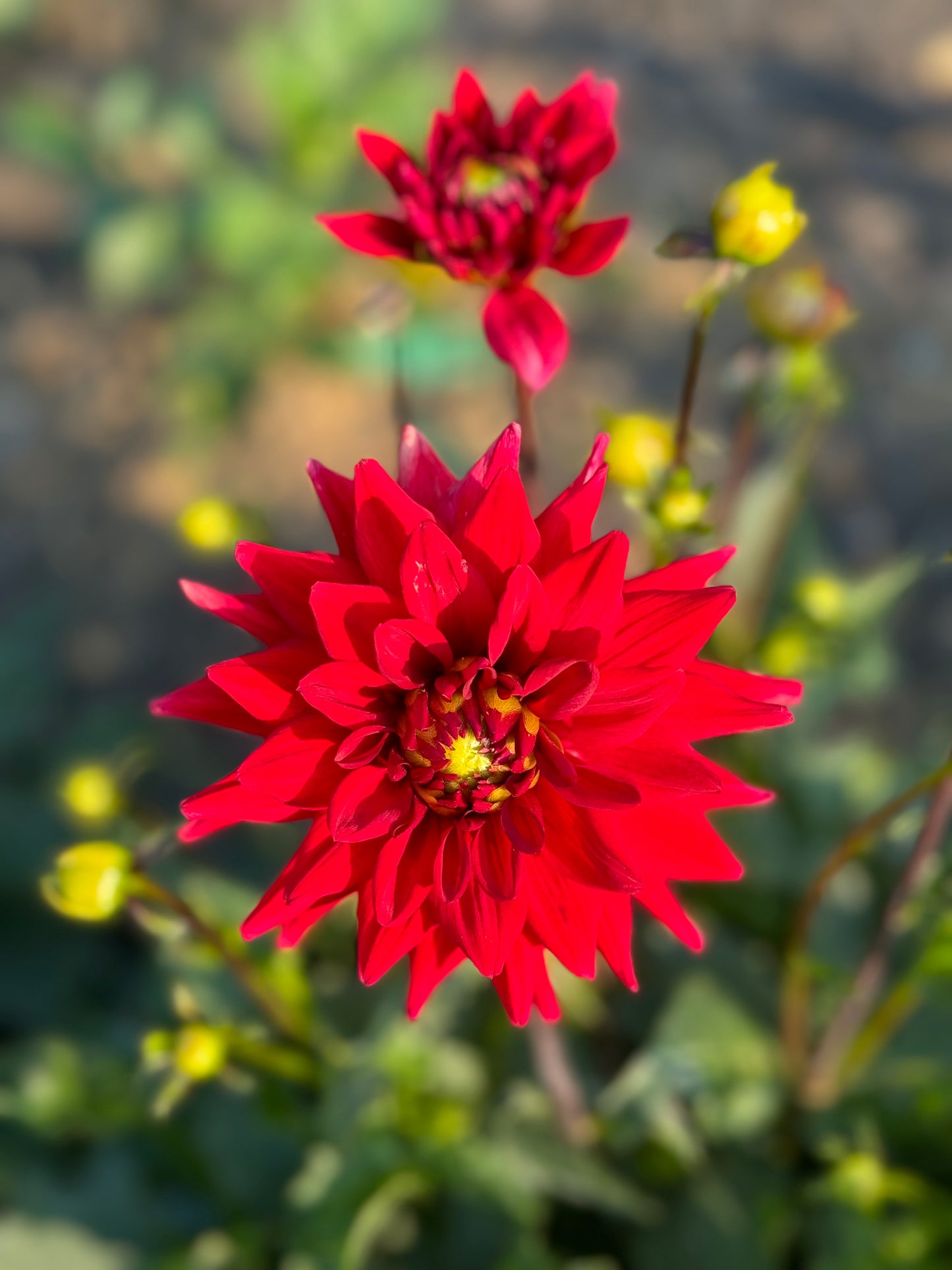 Matilda Huston Dahlia