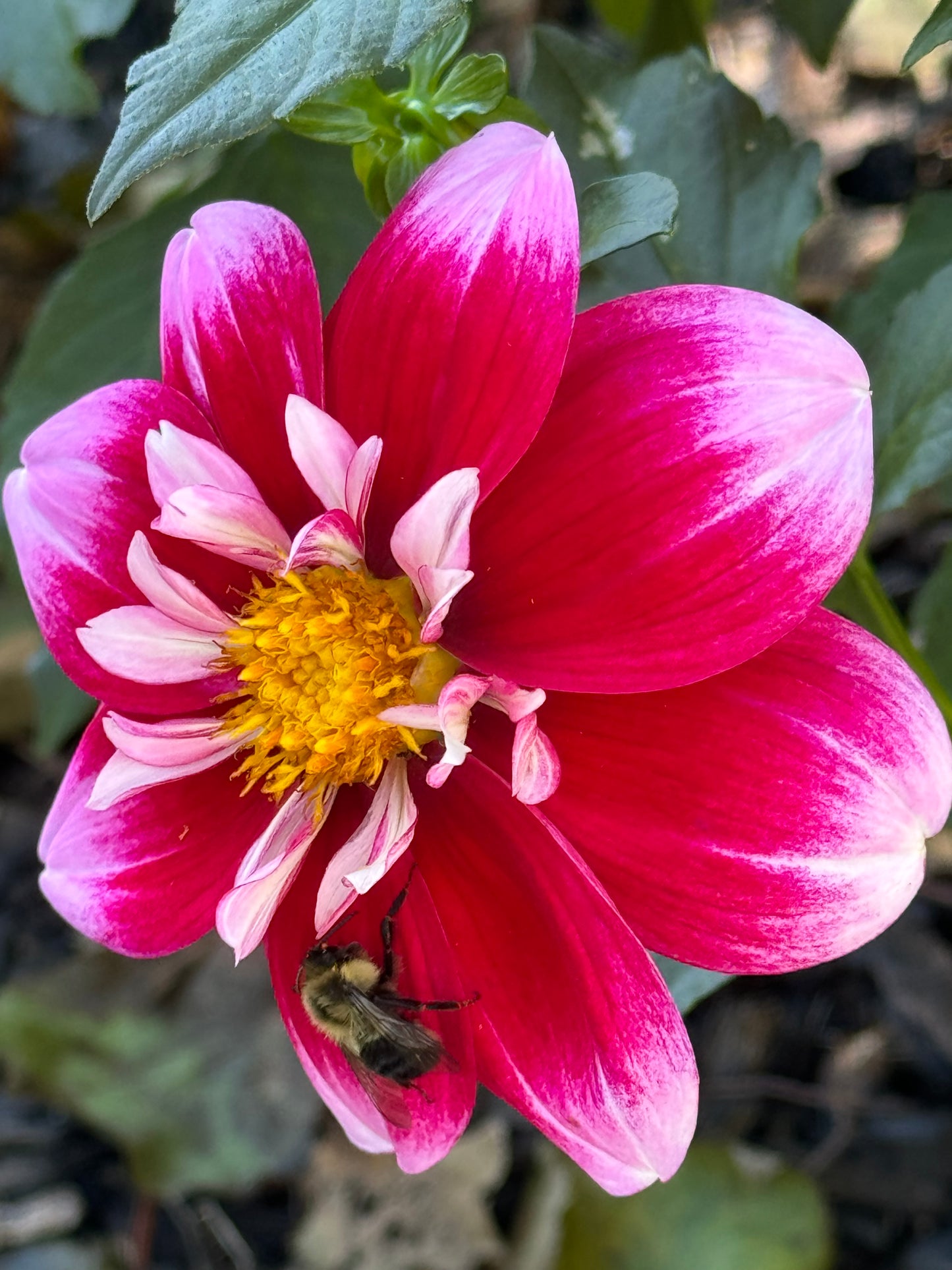 Double Trouble Dahlia