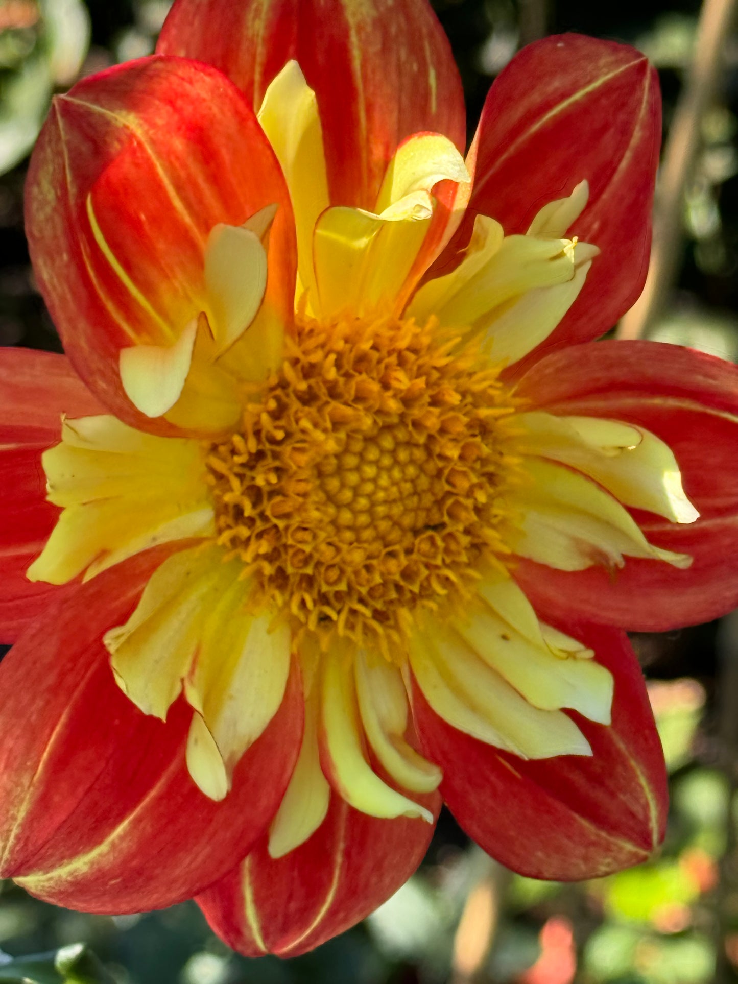 Wheels Dahlia