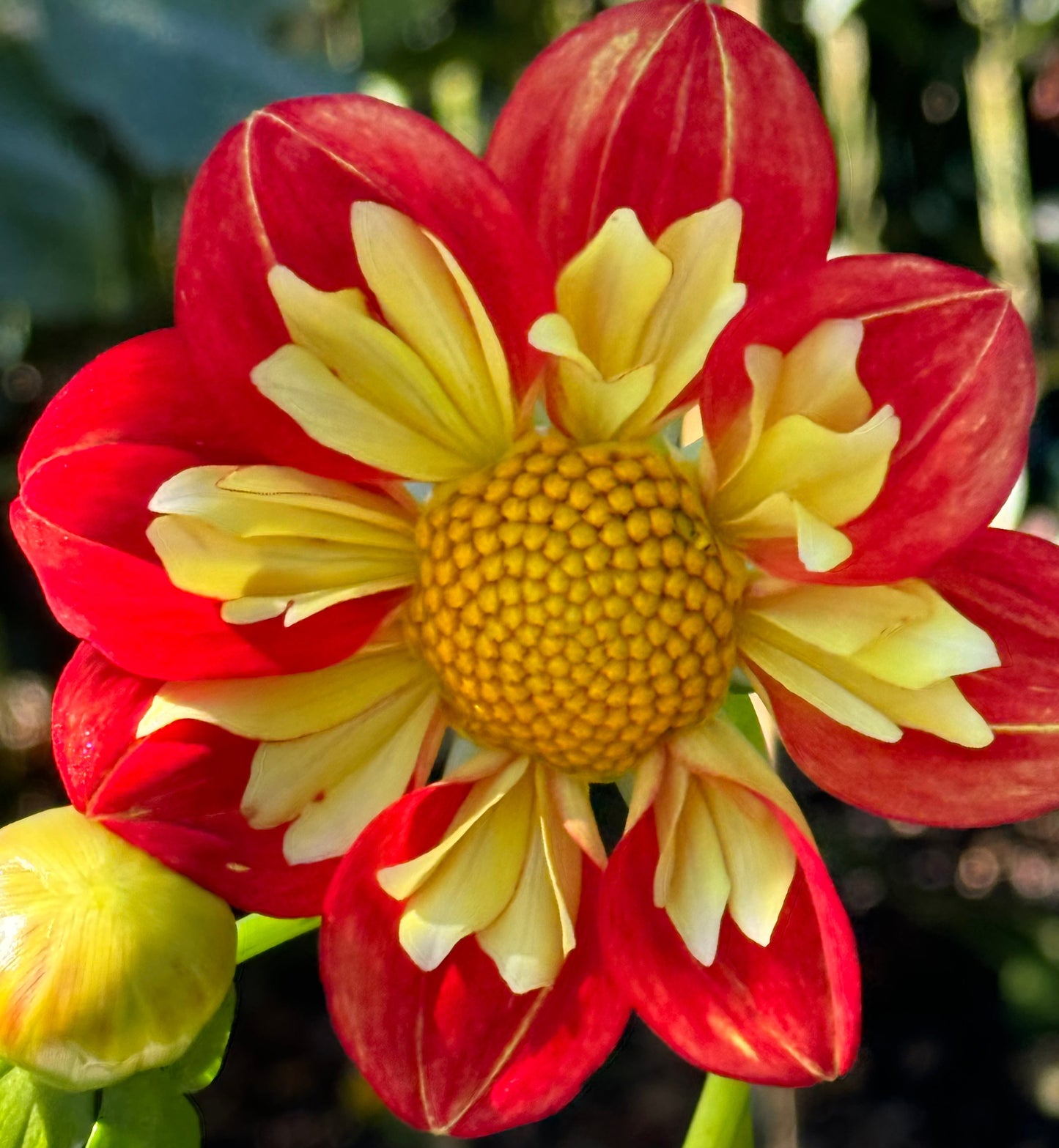 Wheels Dahlia