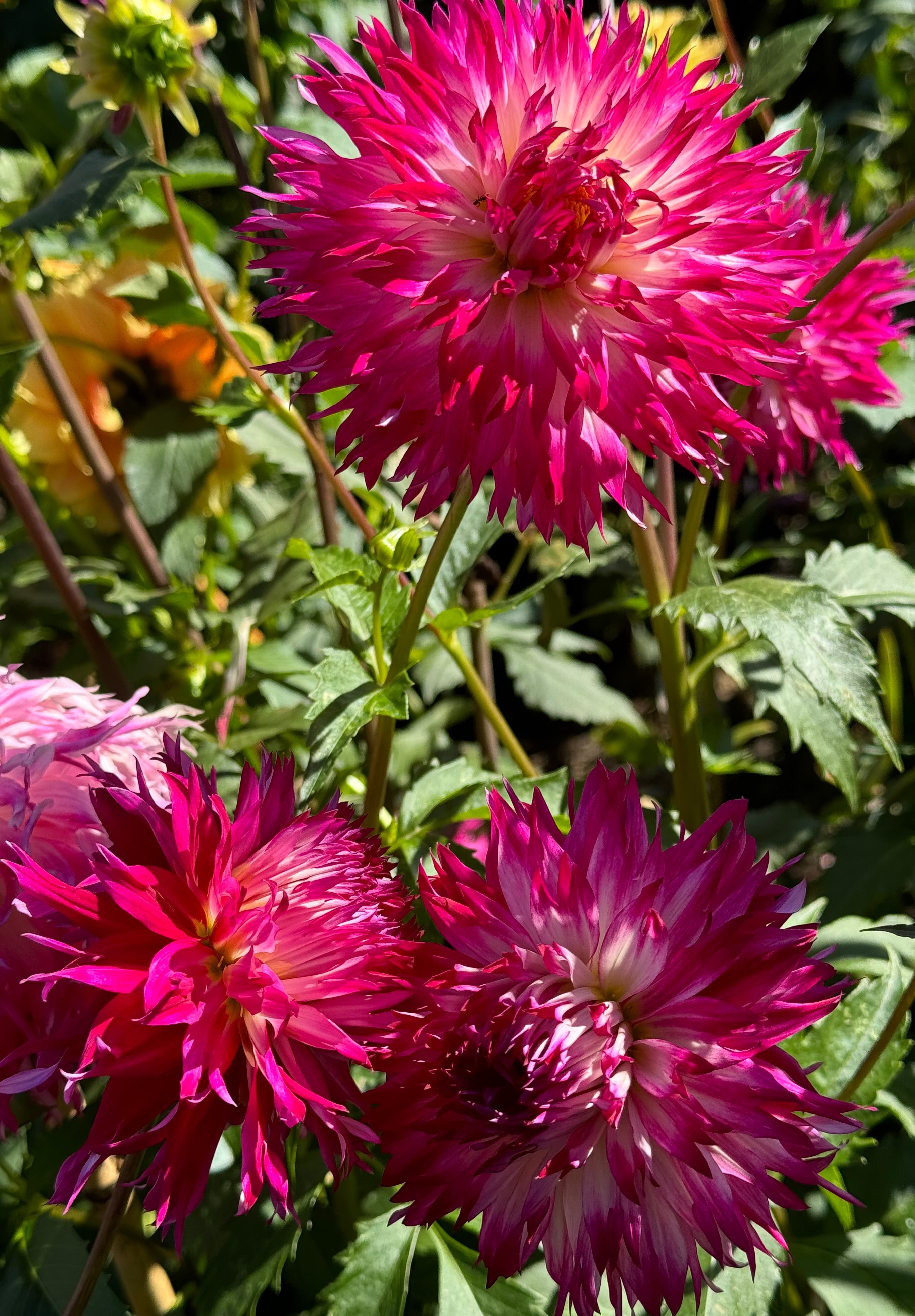 Bloomquist Alex Dahlia – Draginas Dahlias