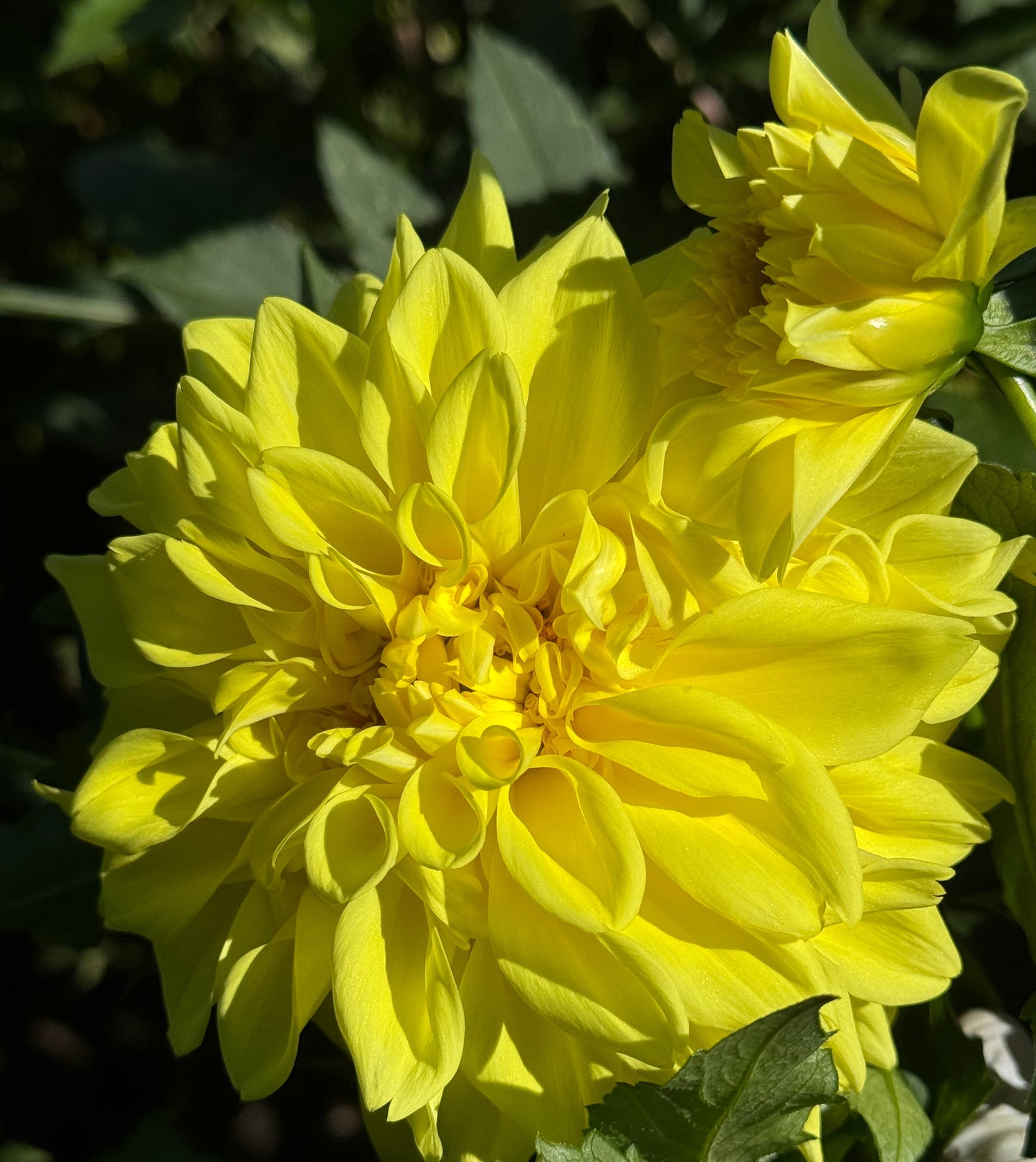 Lemon Rush Dahlia