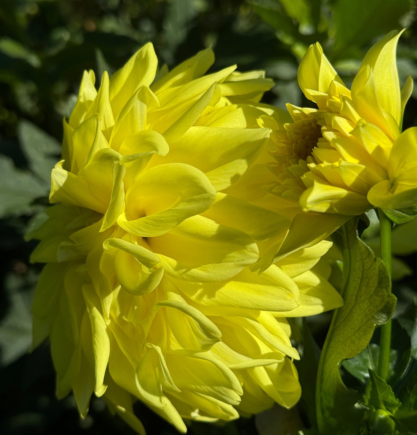 Lemon Rush Dahlia