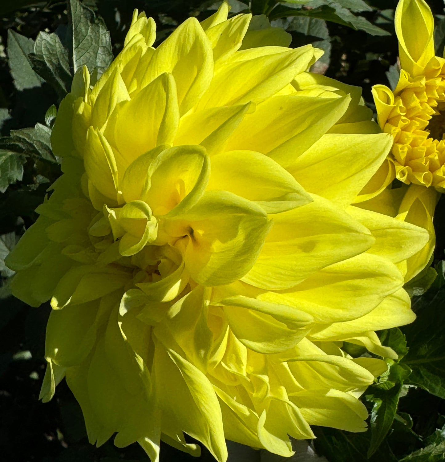 Lemon Rush Dahlia