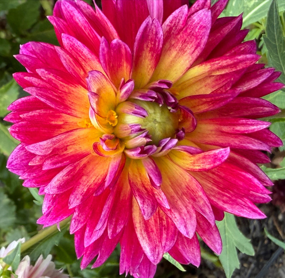 Kalinka Dahlia