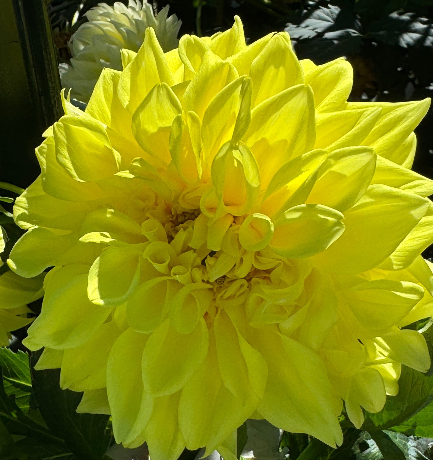 Lemon Rush Dahlia