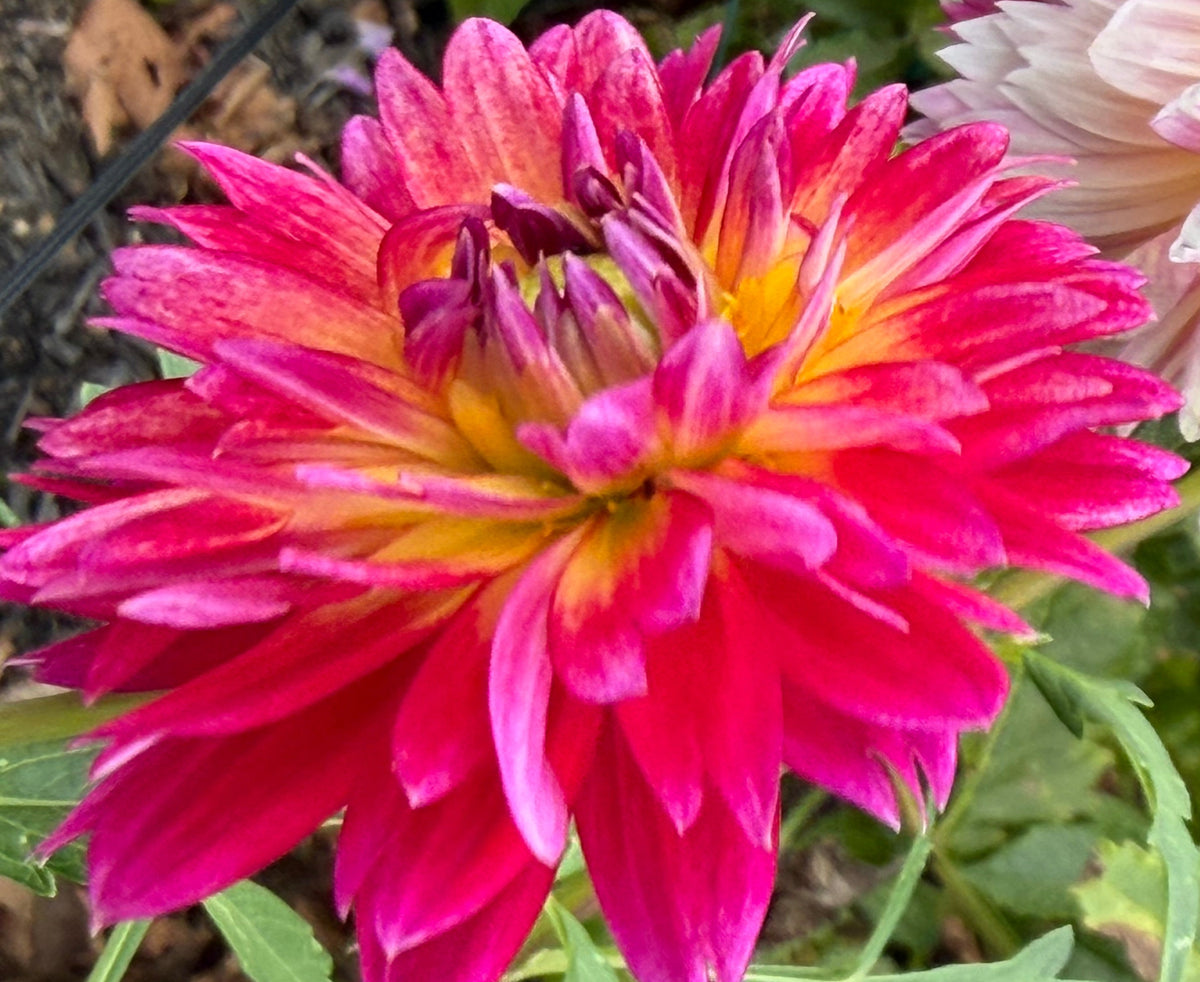 Kalinka Dahlia