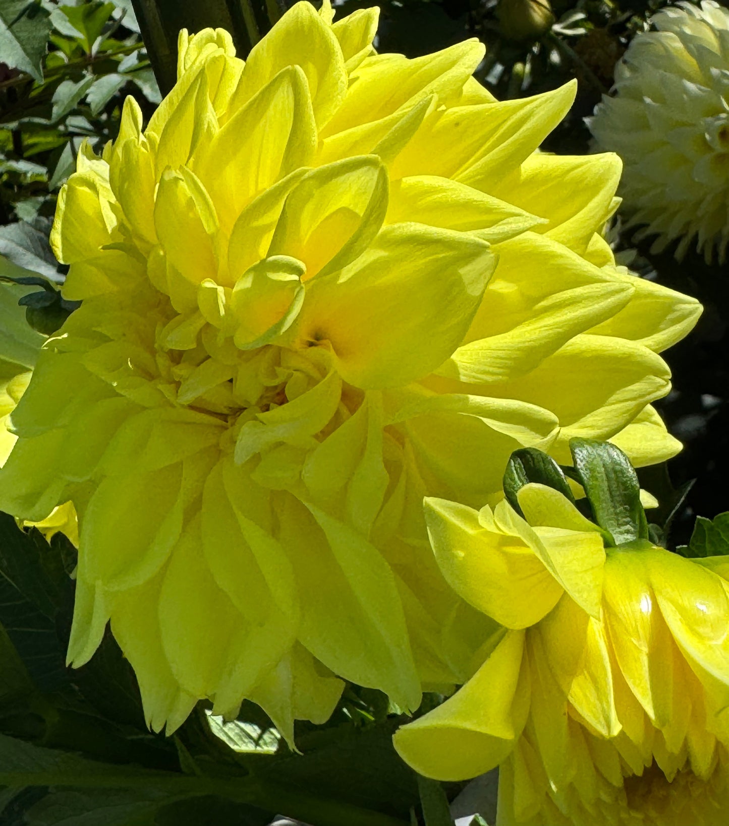 Lemon Rush Dahlia