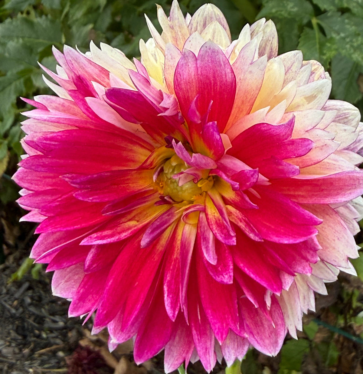 Kalinka Dahlia