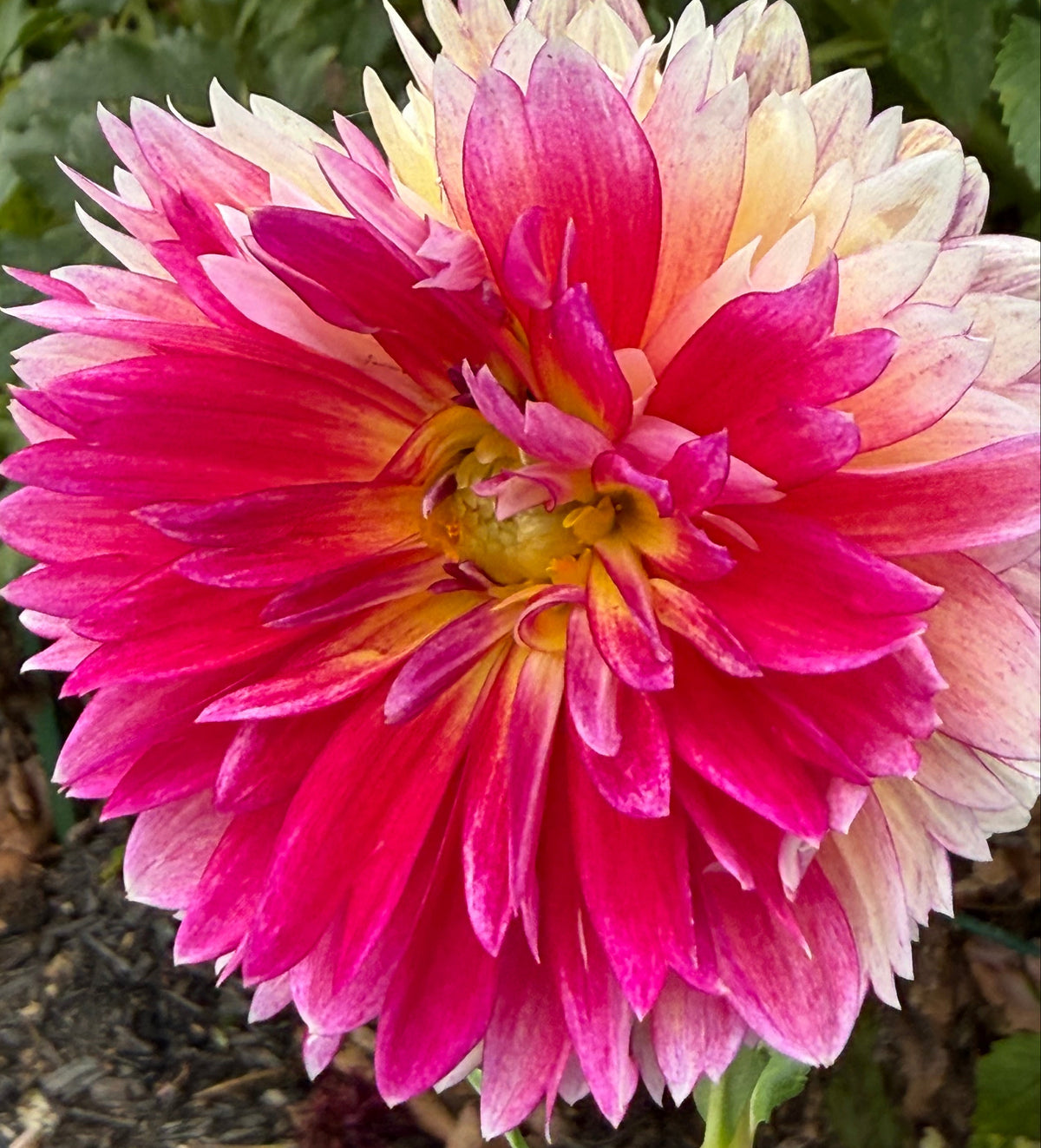 Kalinka Dahlia
