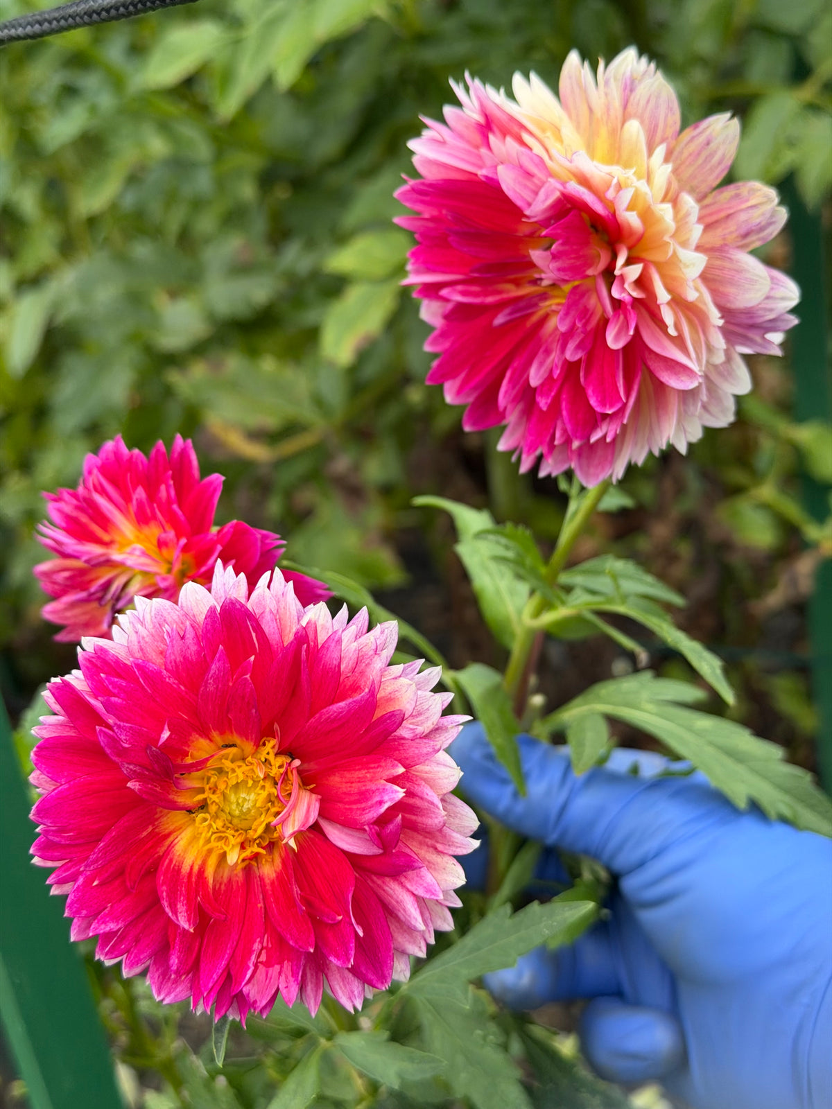 Kalinka Dahlia