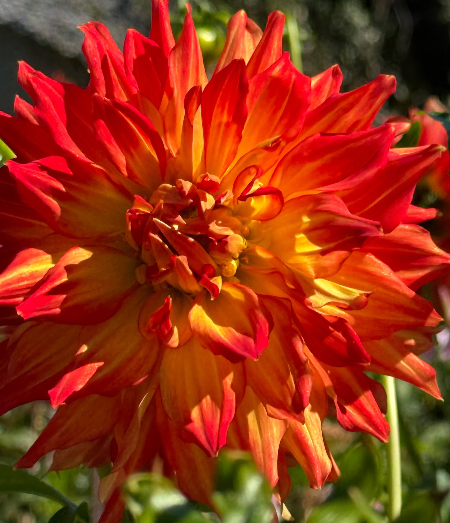 Fired Up Dahlia