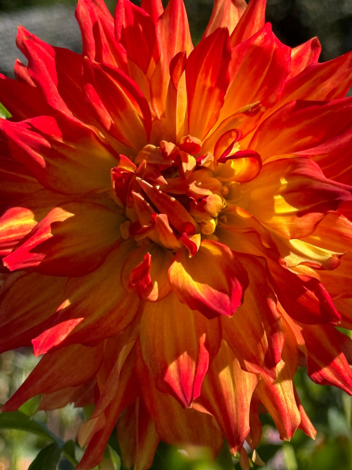 Fired Up Dahlia