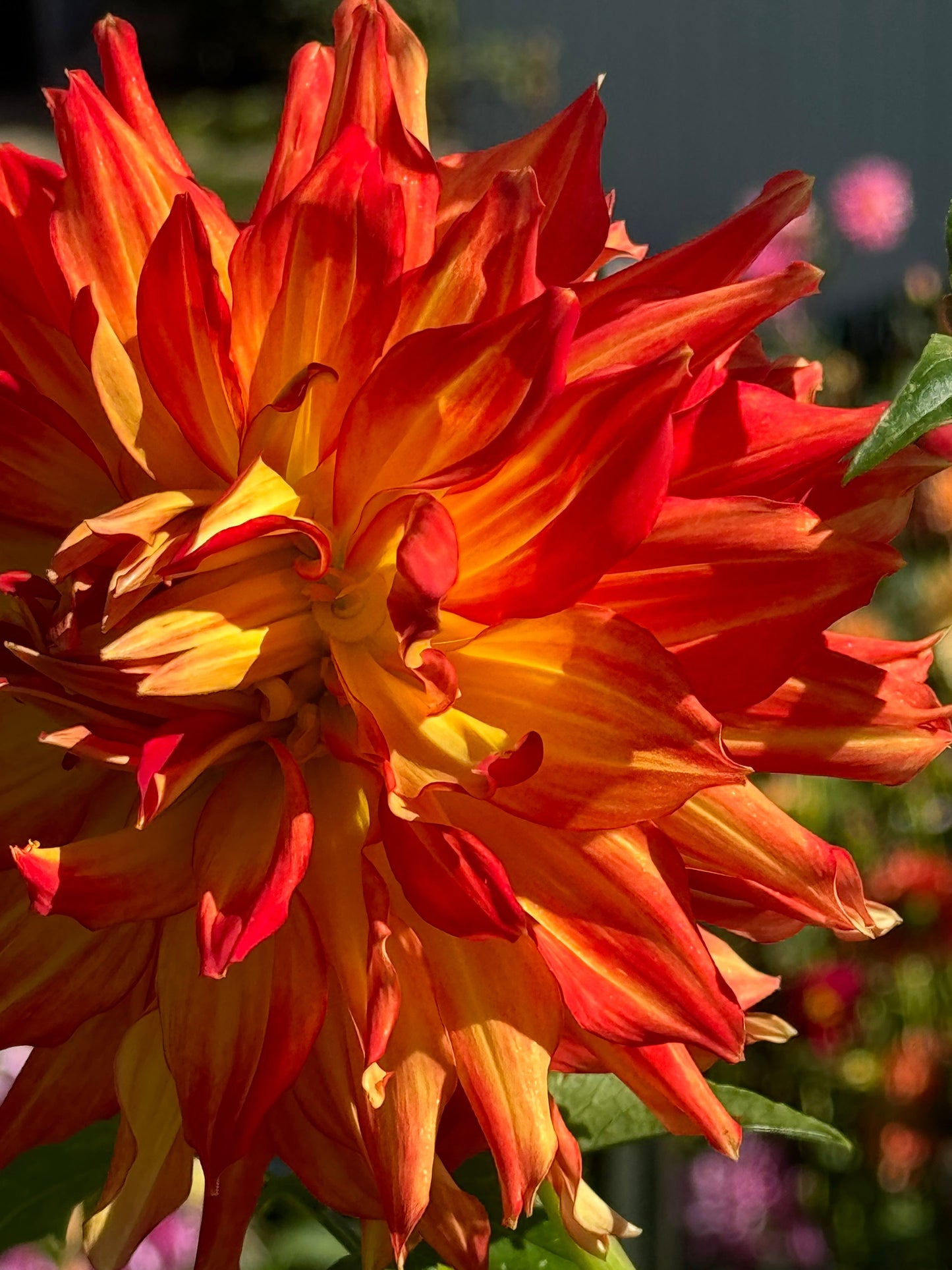 Fired Up Dahlia
