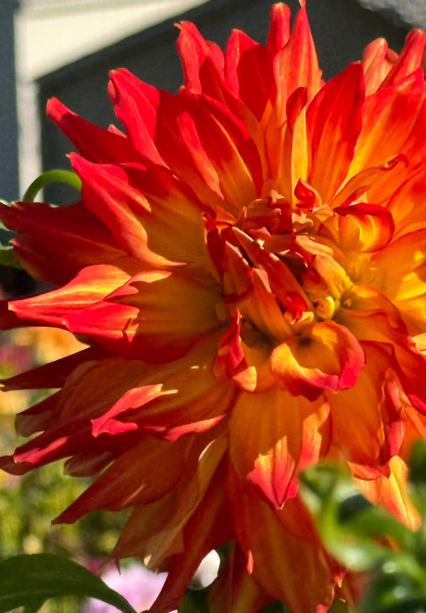 Fired Up Dahlia