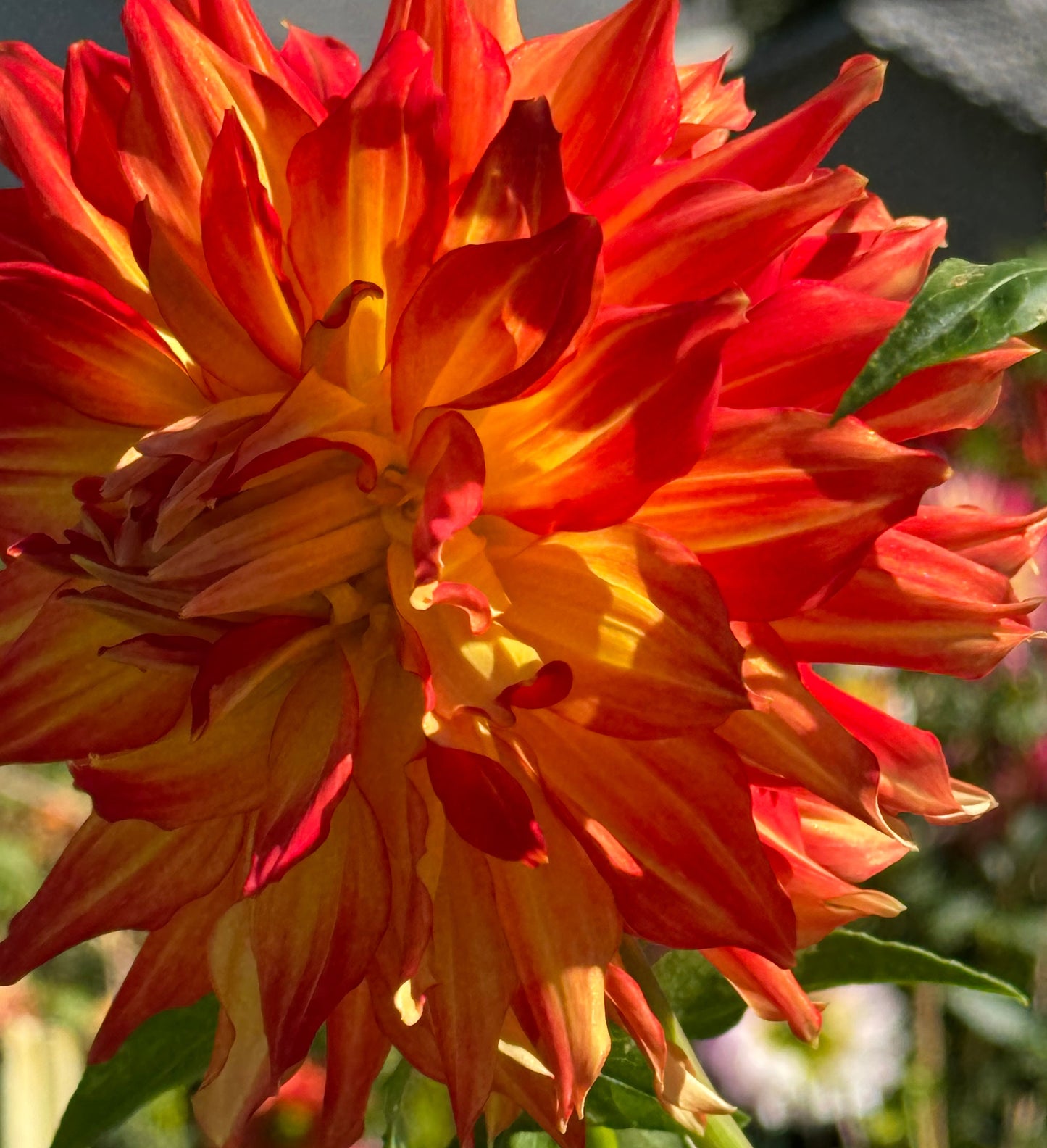 Fired Up Dahlia