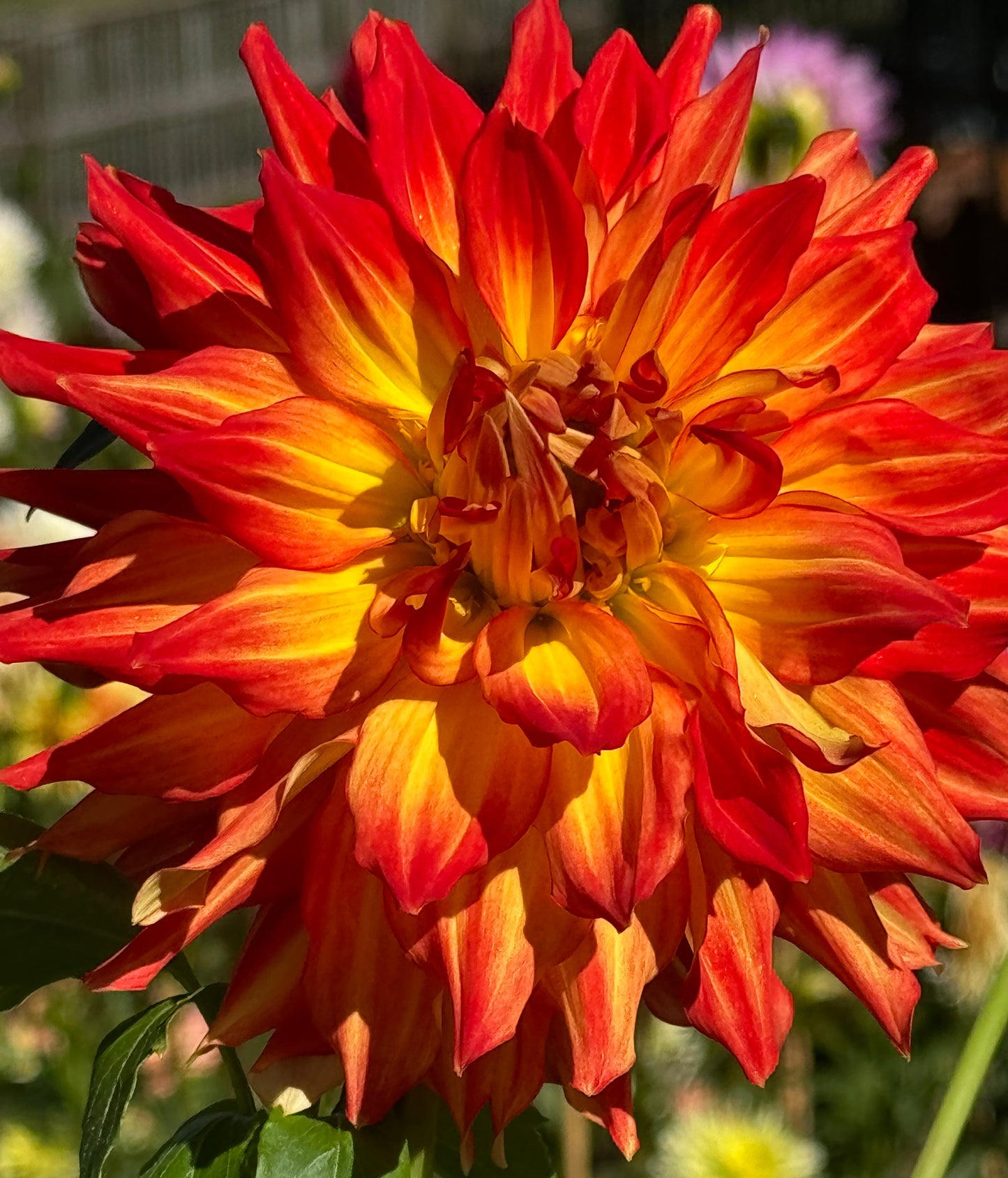Fired Up Dahlia