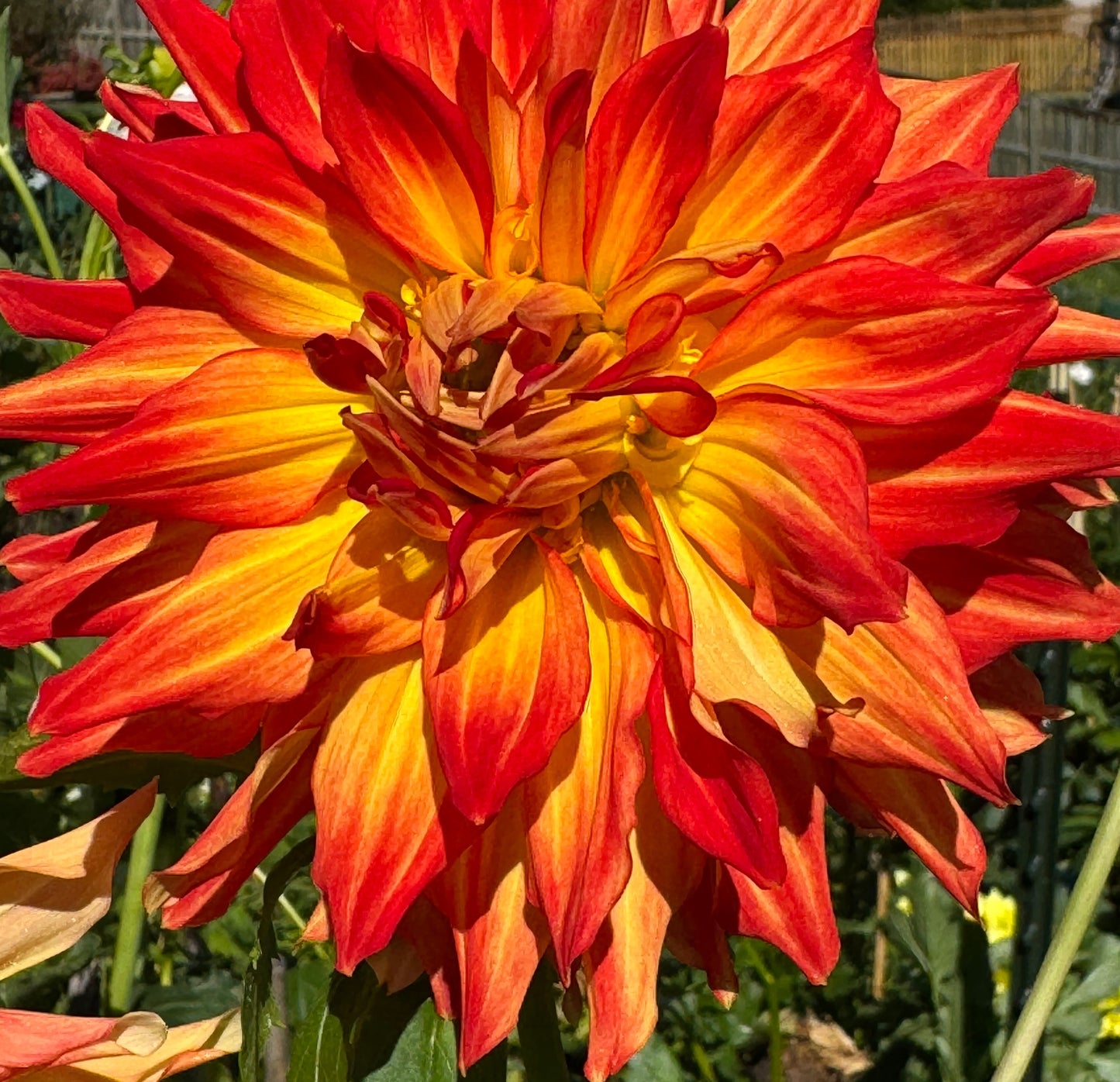 Fired Up Dahlia