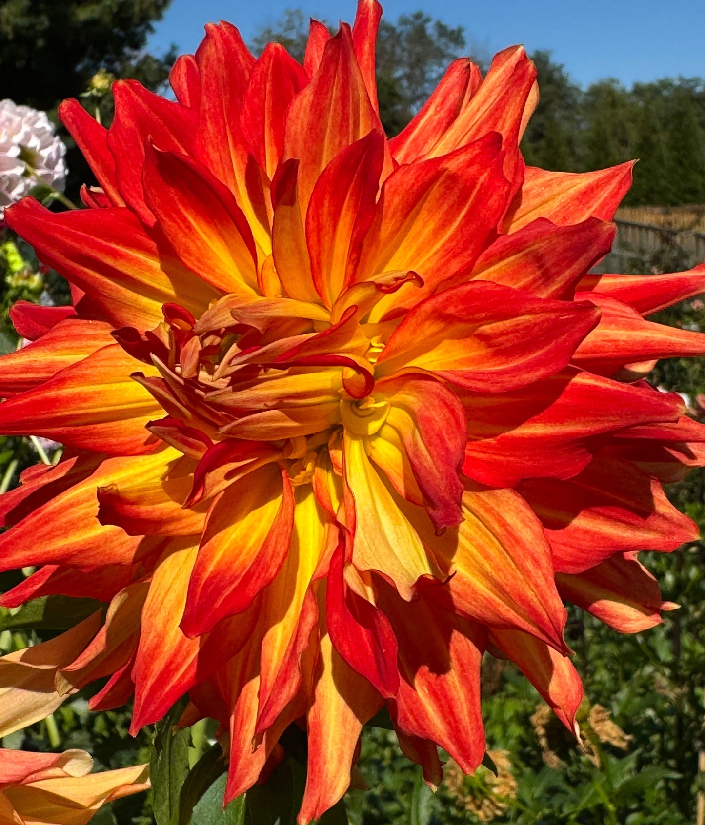 Fired Up Dahlia