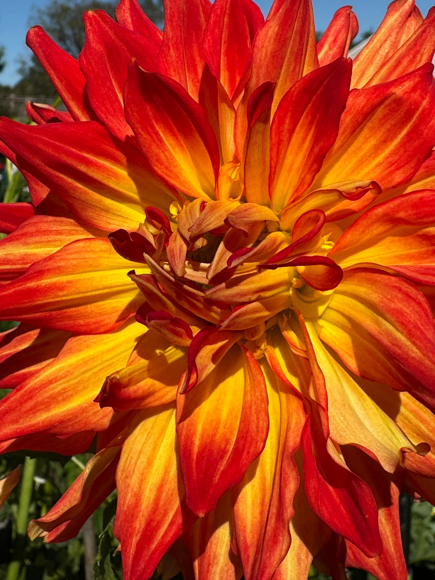 Fired Up Dahlia