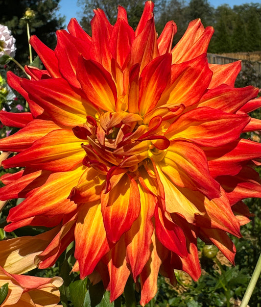 Fired Up Dahlia