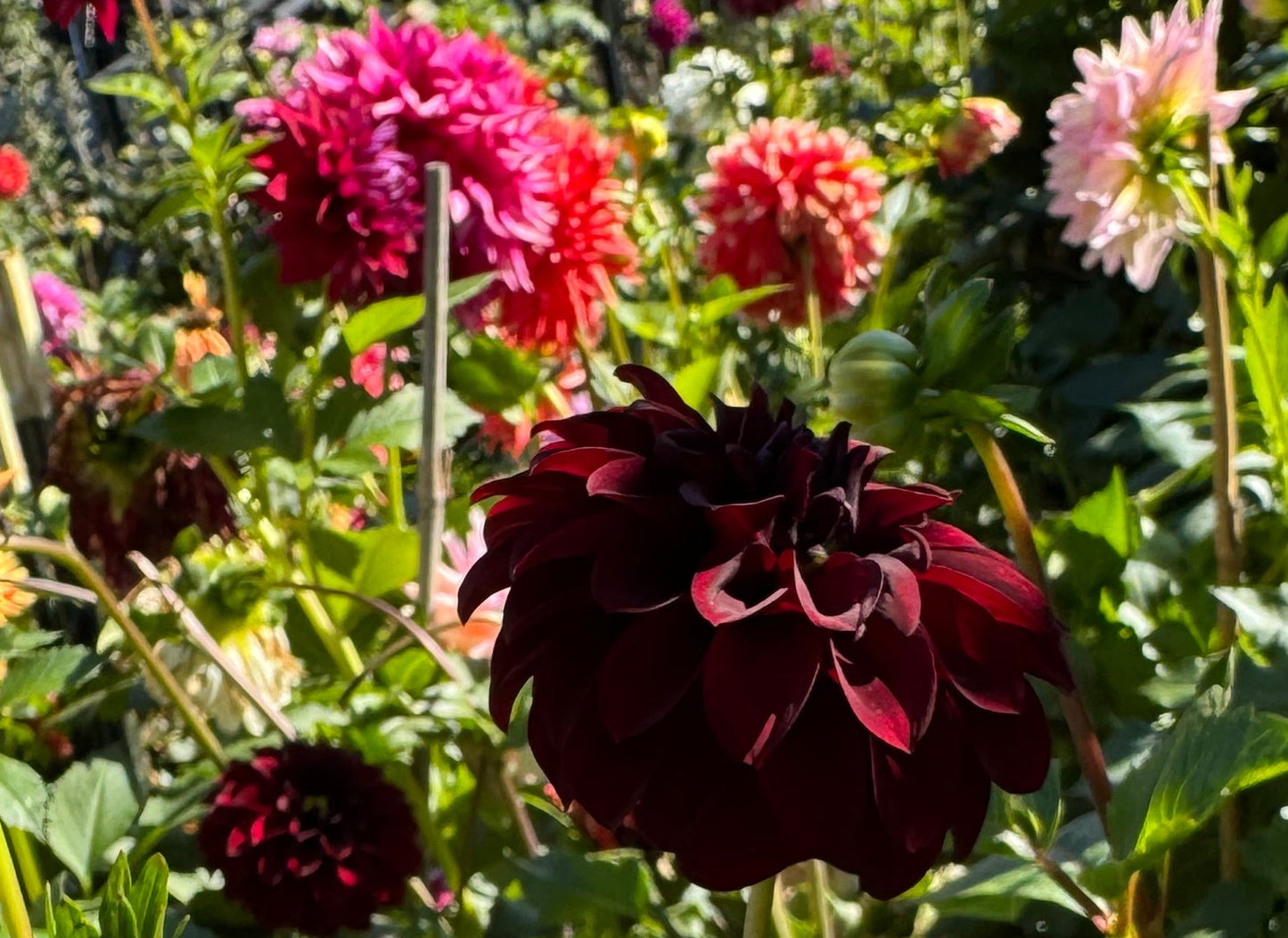 Lights Out Dahlia