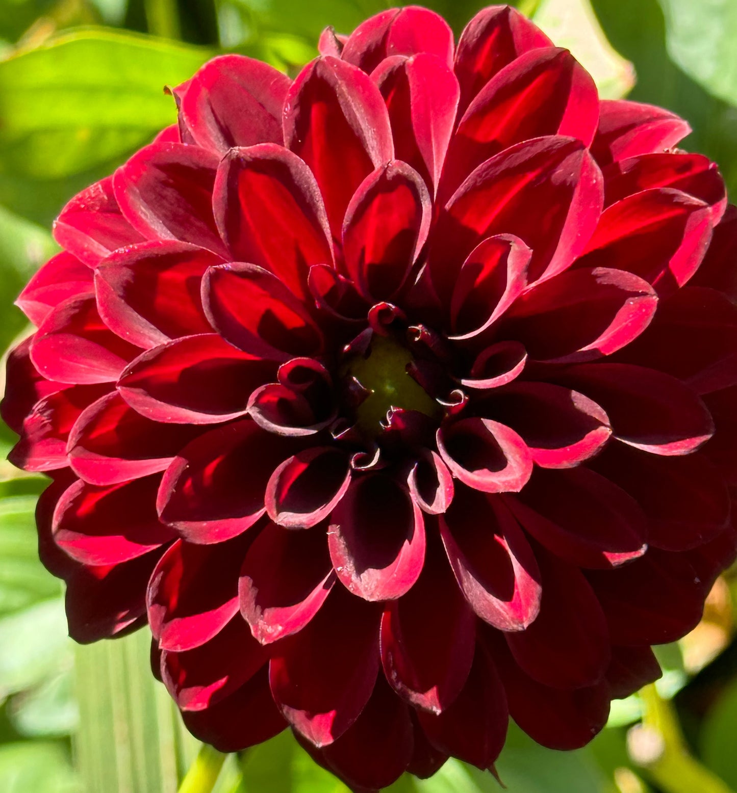 Lights Out Dahlia