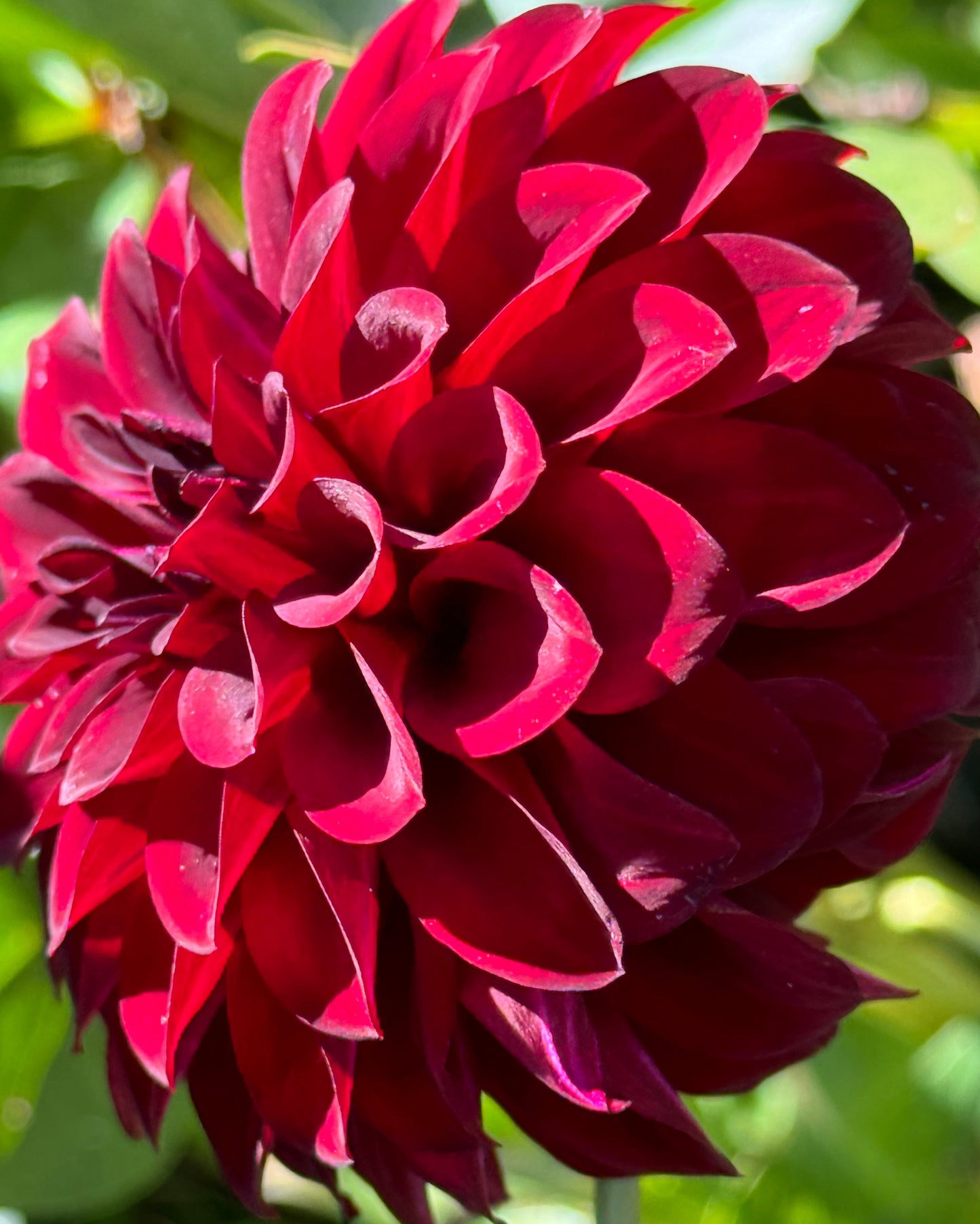 Lights Out Dahlia