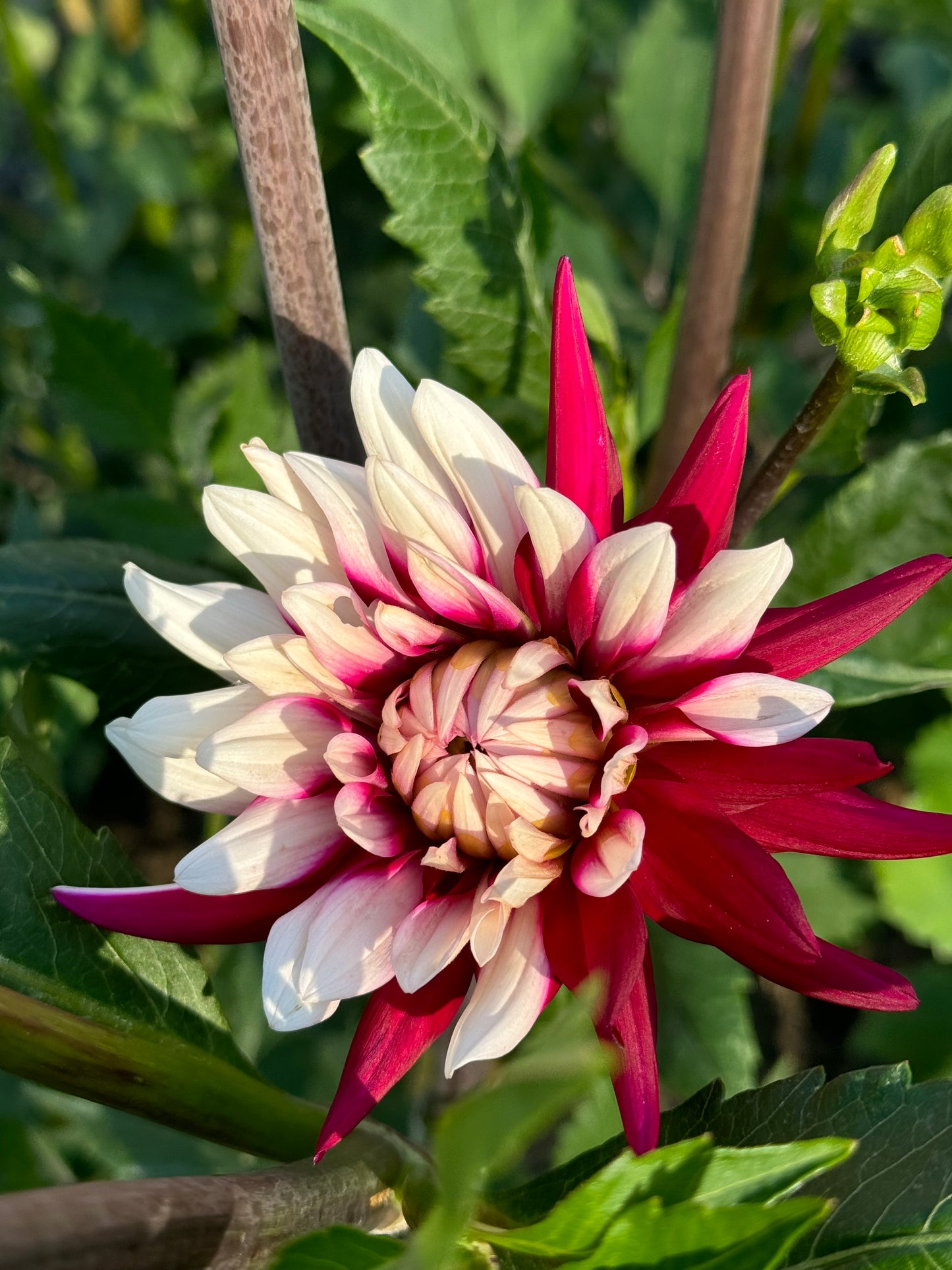 Rebeca's World Dahlia